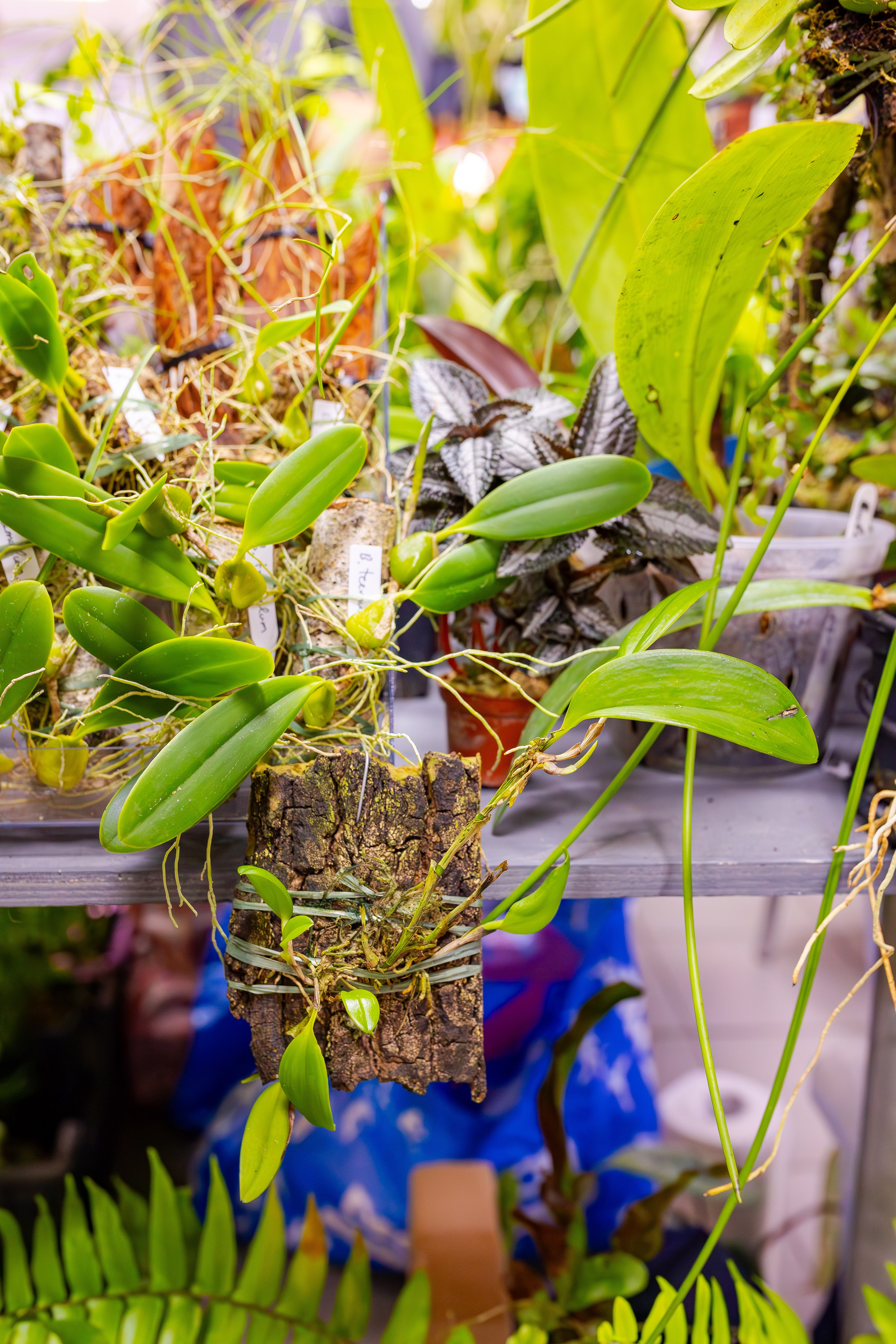 Орхидиум сентябрь 2025. Александра Куликова фотограф, Москва