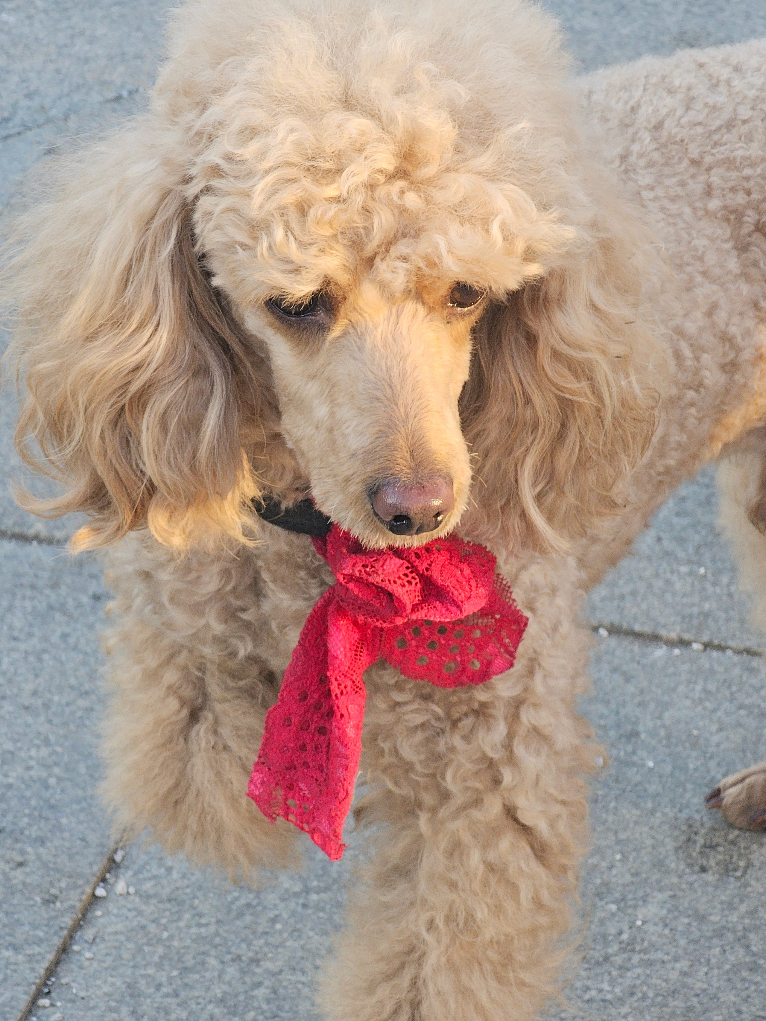 Пудель. Порода собак. Изначально пудель являлся рабочей собакой, в частности использовался на охоте. Современные пудели - преимущественно декоративные собаки. Пудель занимает второе место в рейтинге самых умных пород, составленном доктором Стенли Кореном, после бордер-колли.ru.wikipedia.org