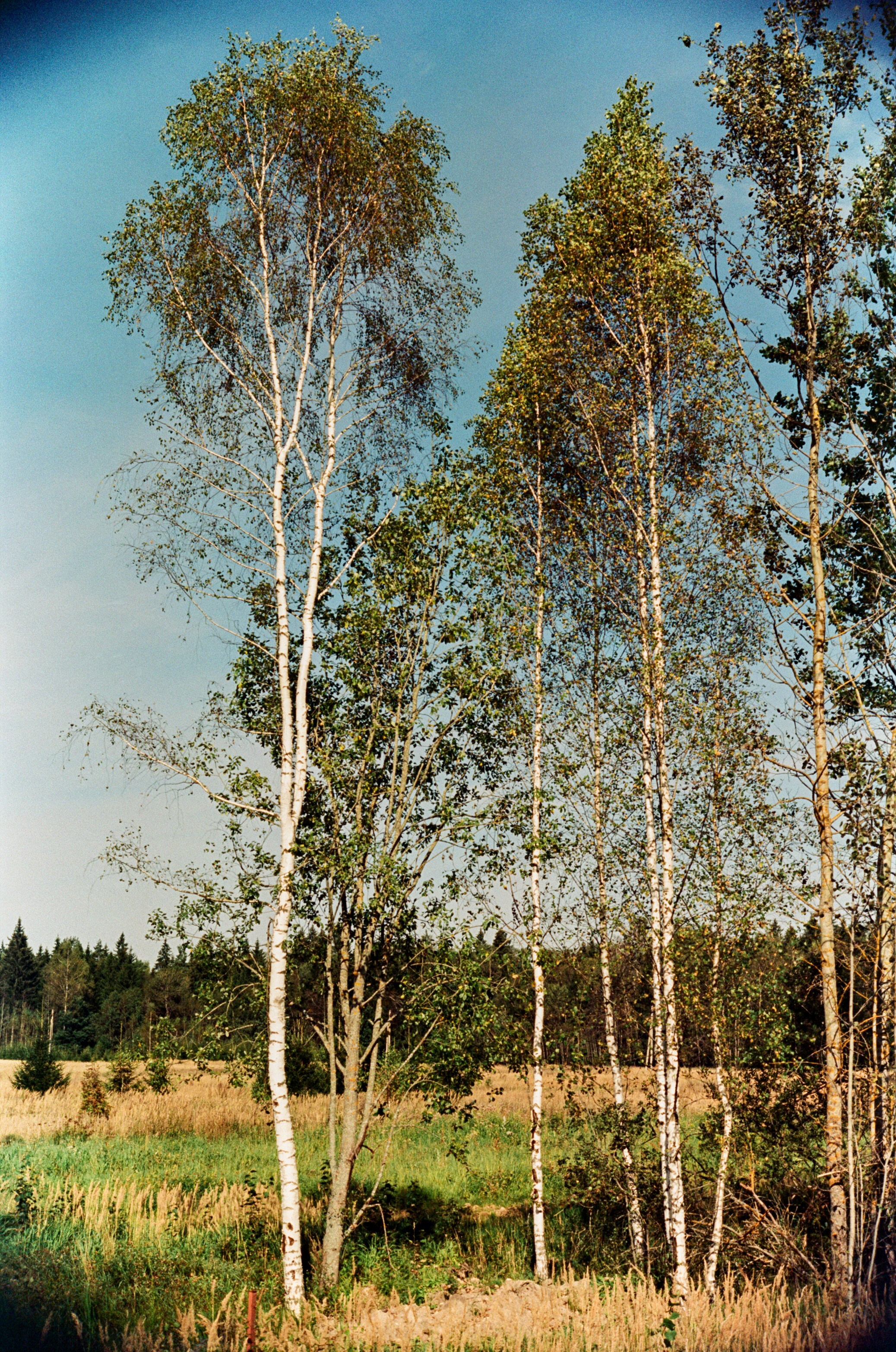 Nikon F100 примеры фотографий