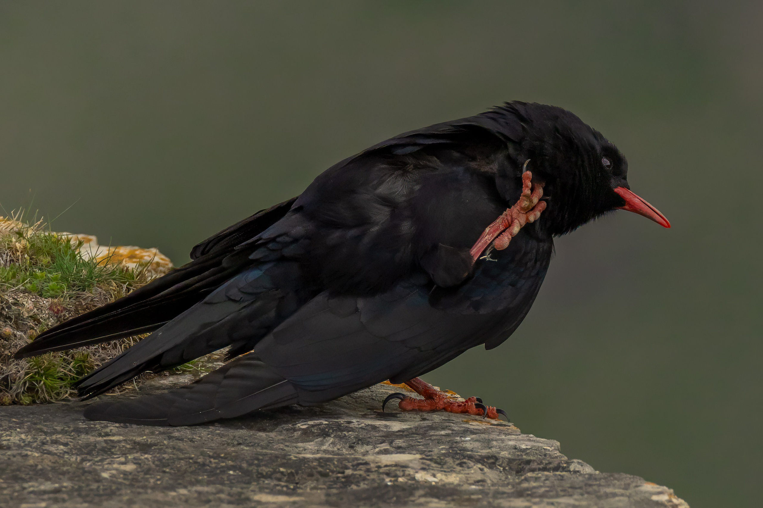 Клушица. Photomantis