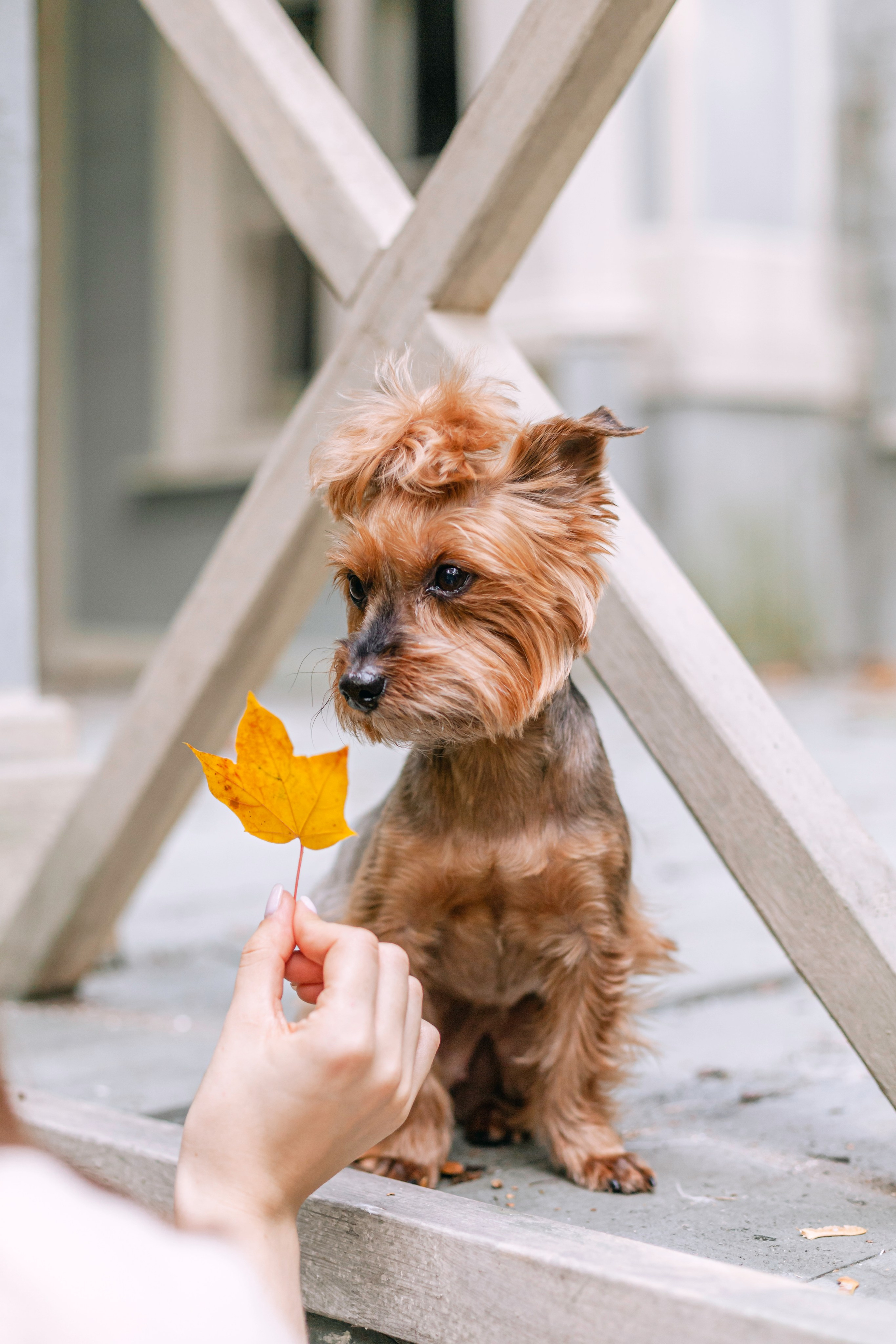 Катя и Моня. Фотограф-анималист Татьяна Степанова