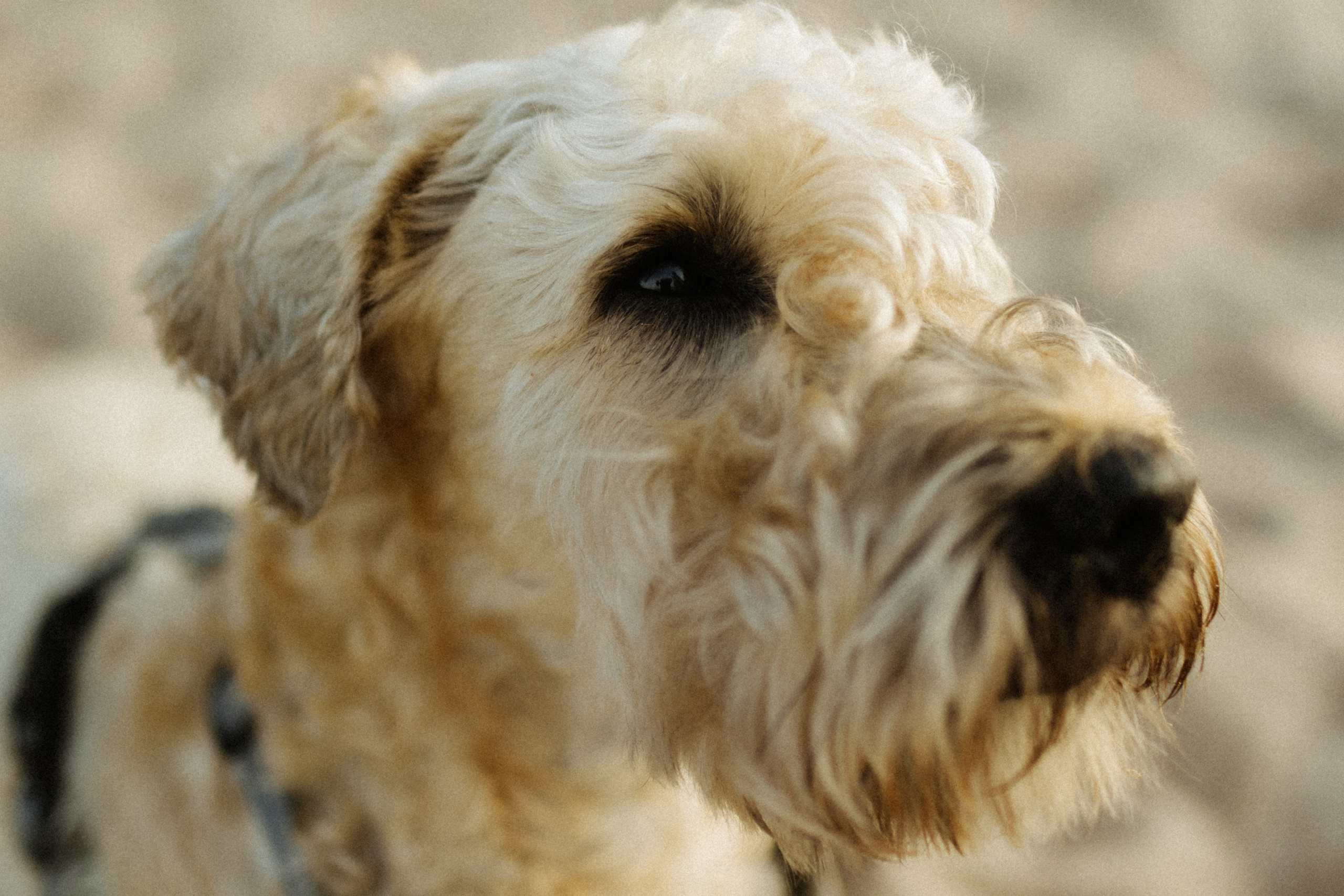 Аня, Влад и Джек. Фотограф в Санкт-Петербурге