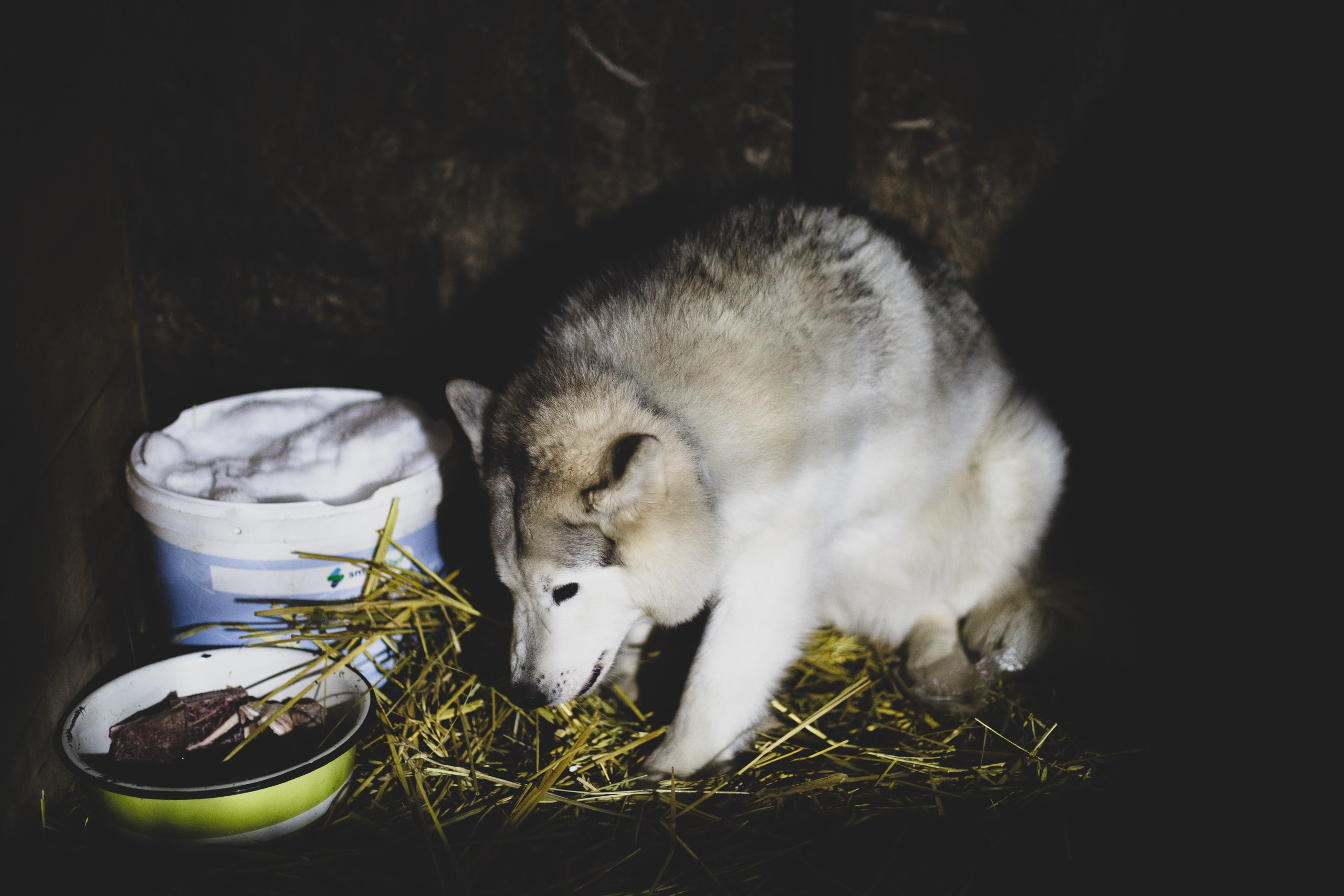 Фонд помощи: Husky_help_21. Фотография