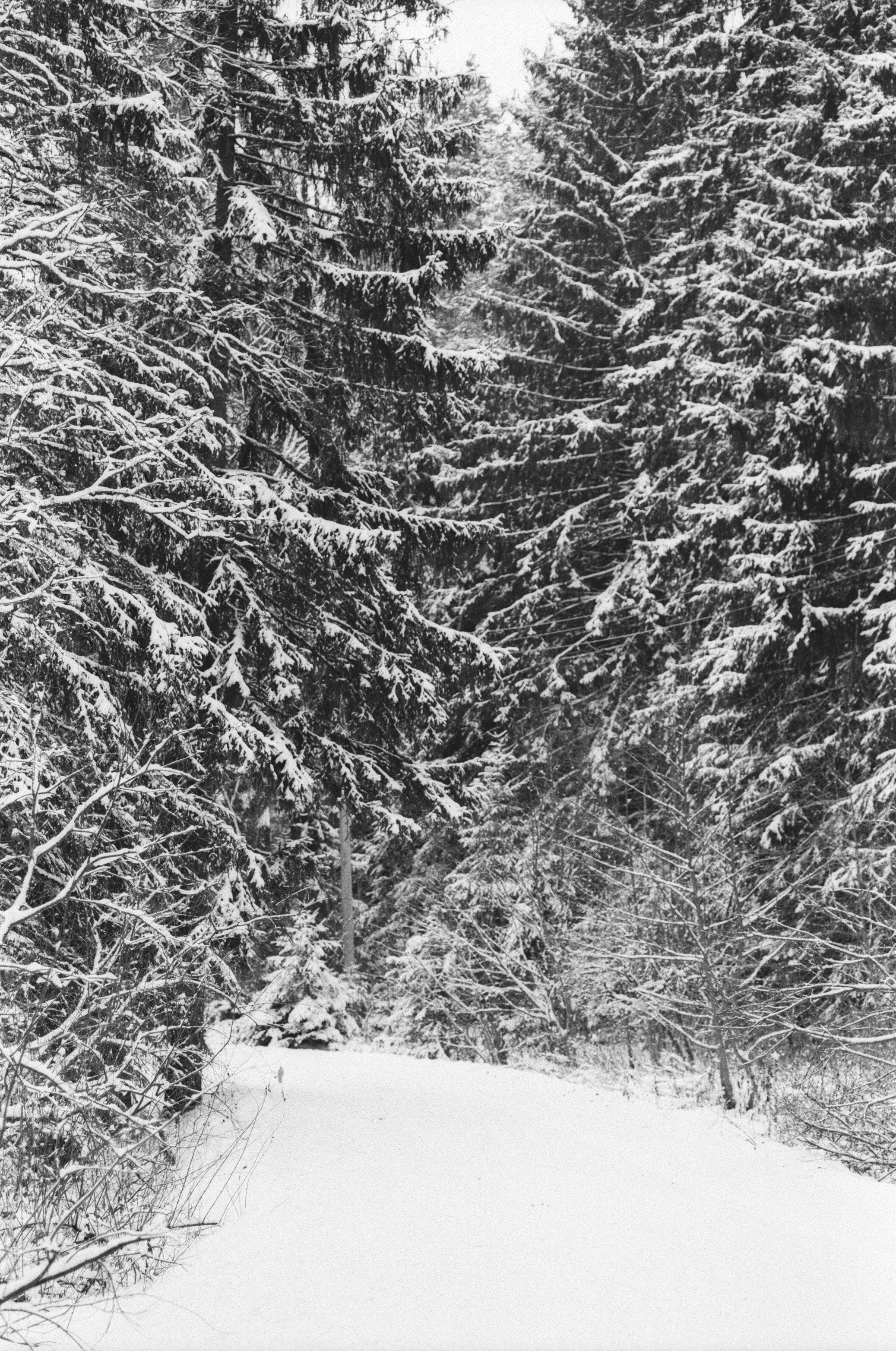 Contax N1 / Carl Zeiss Makro Sonnar 100 mm f/2.8 / Давыдовское