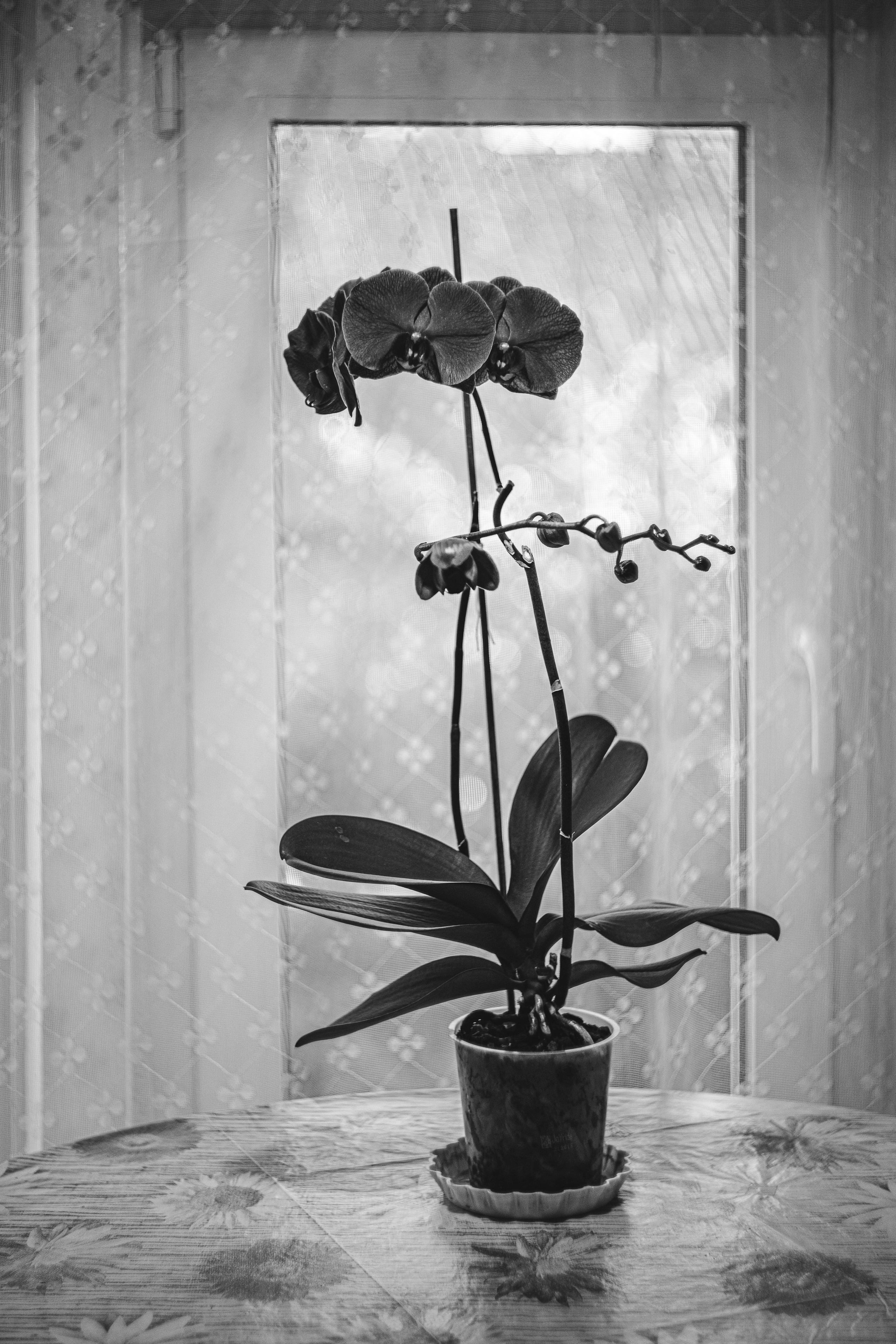 Black-and-white photographs. Artisistic photographs of Lena Sokolova