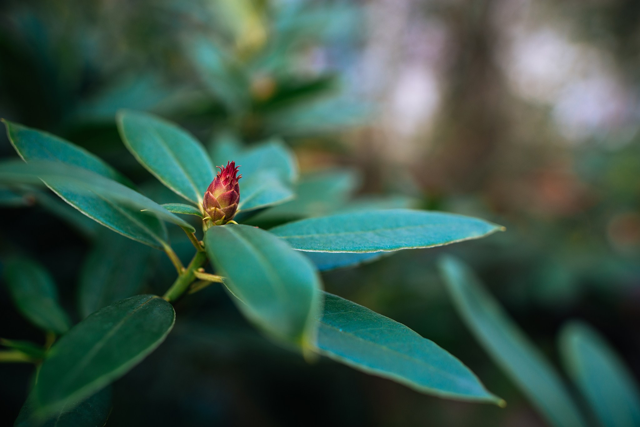 Ботанический сад. Субтропический маршрут. Март 26. Репортажный фотограф в Санкт-Петербурге Анастасия Клёпова