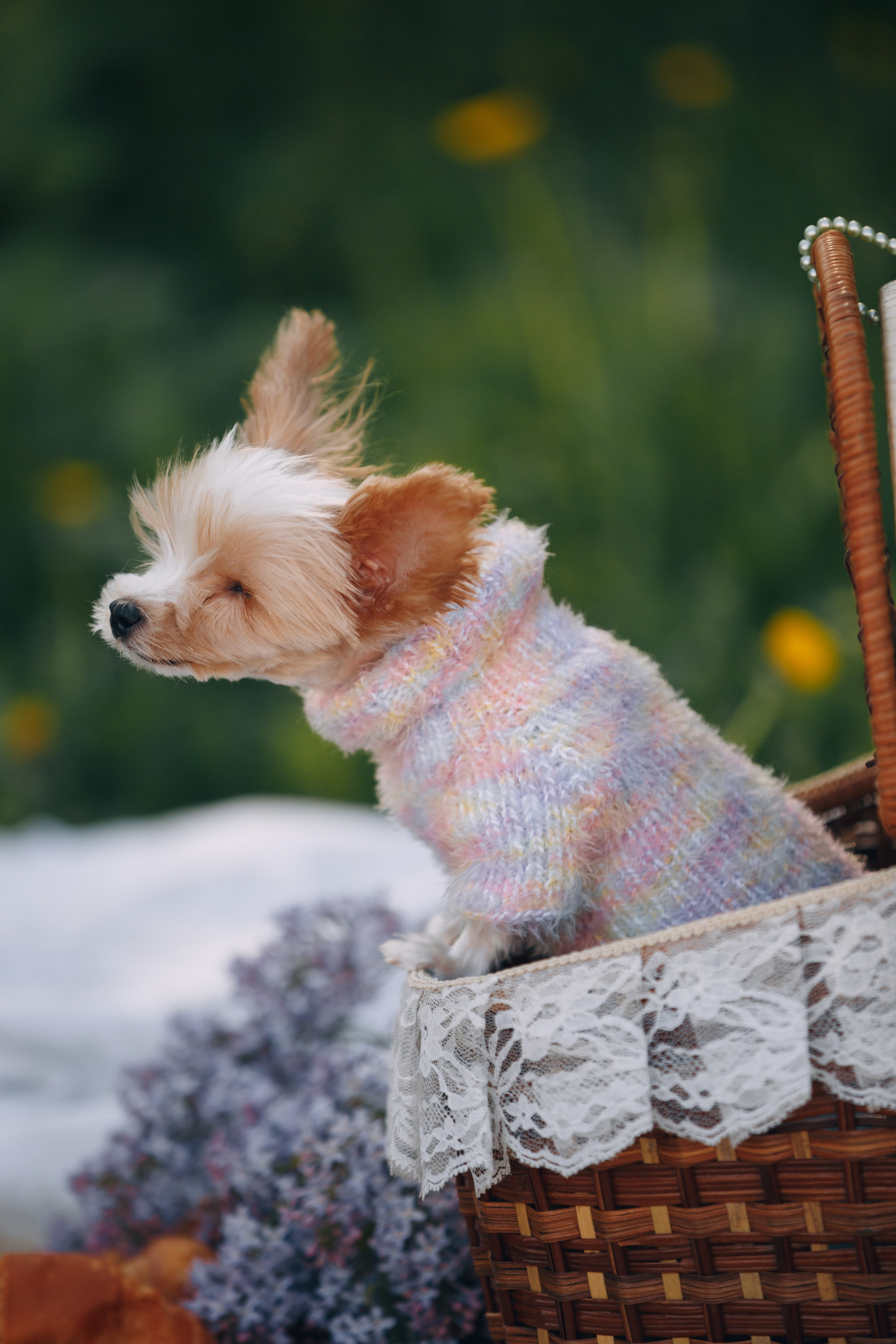 Оля, Патрик, Мейли и Джонни. Фотограф анималист Кристина Карпова, Москва