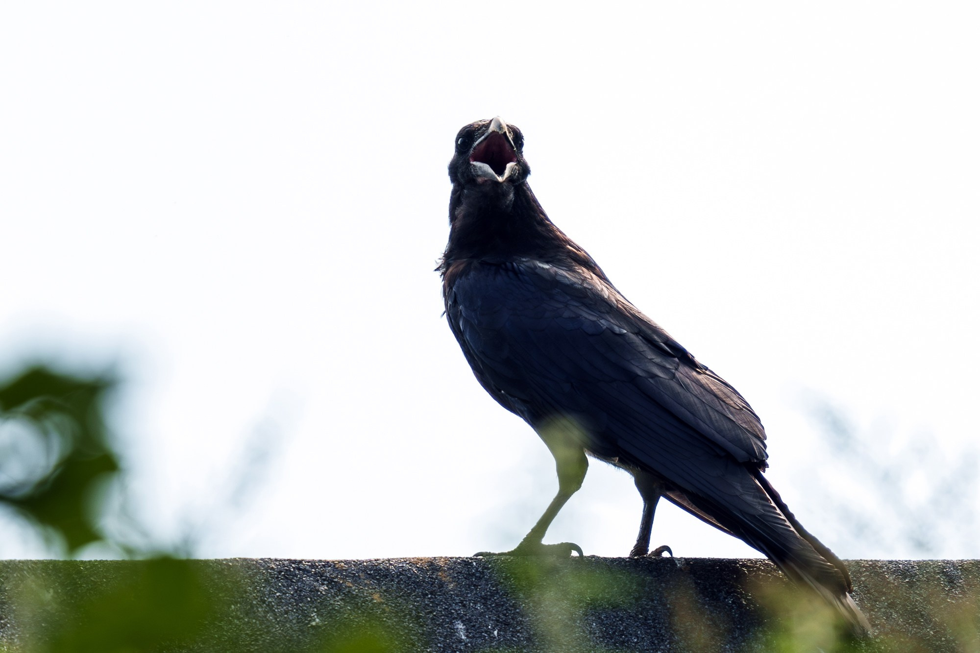 Удивительные мир птиц. Вокруг нас столько прекрасного — присмотритесь!. Ваш личный фотограф Марина Волкова