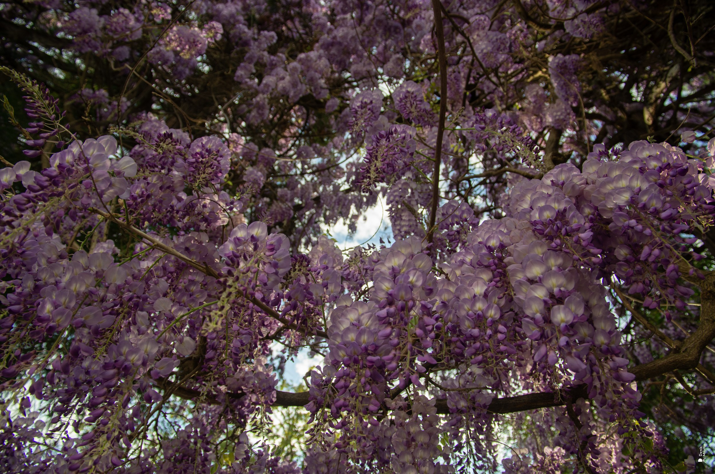 Глициния в Сенаки. Портретный фотограф Денис Милютин