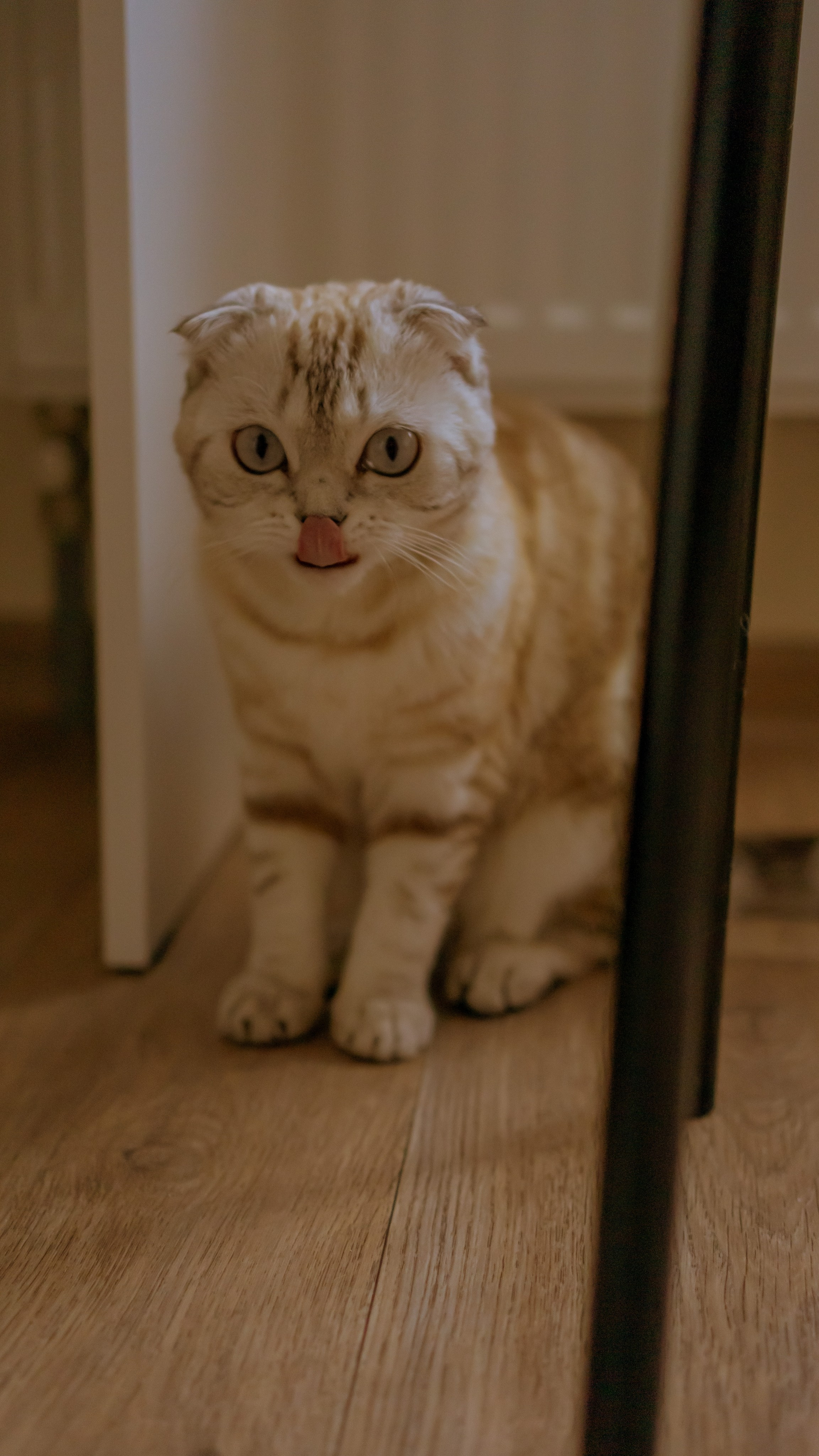 Ария. Фотограф в Кстово и Нижнем Новгороде KOLOSOK