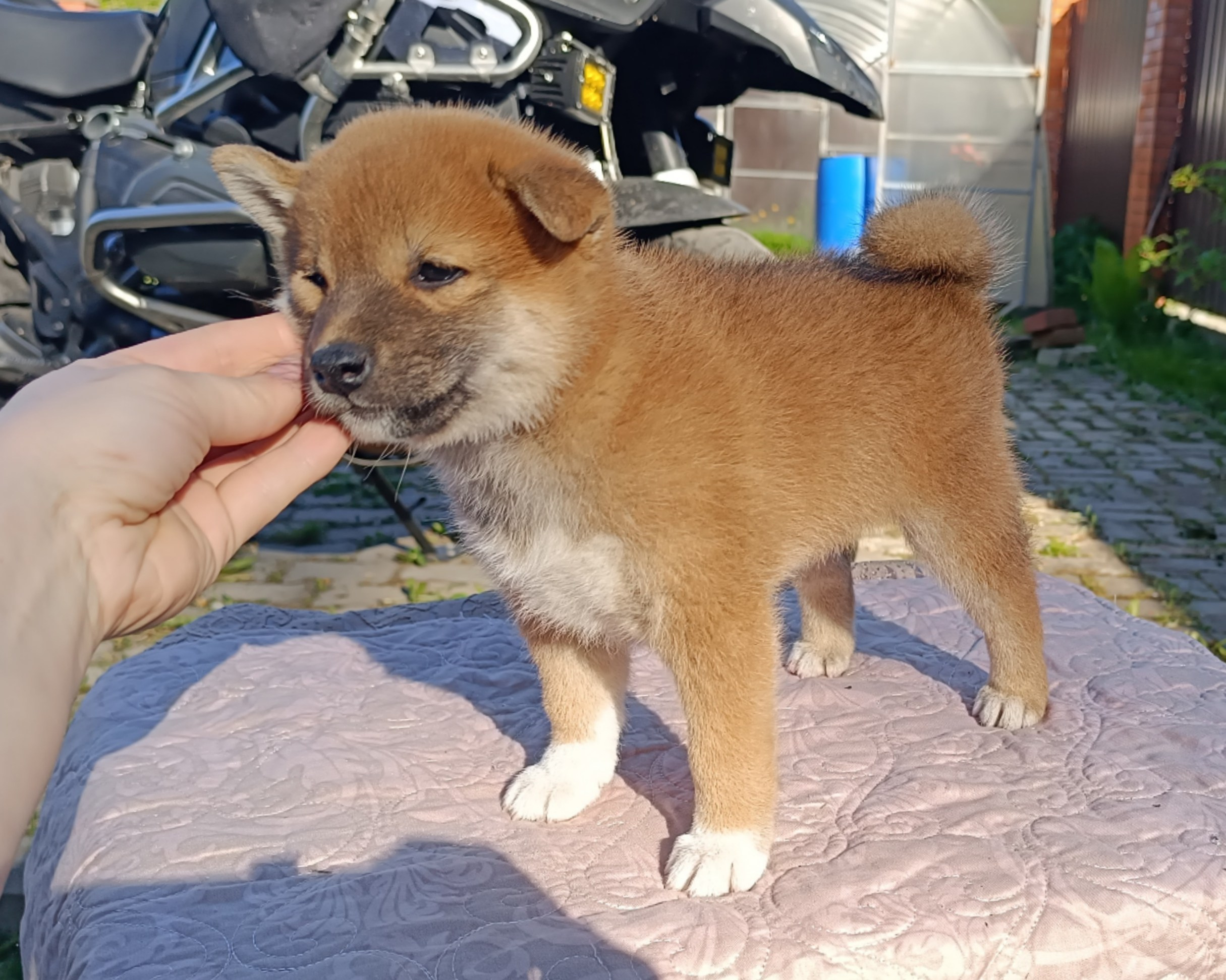 Сиба Rubylight Fumiko питомник Рубилайт