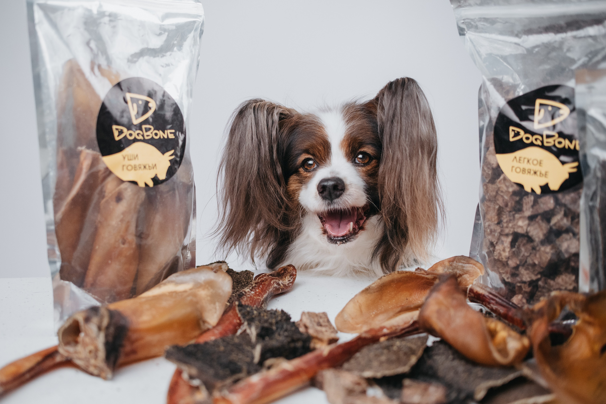 Dog Bone контент. Фотограф-анималист Валерия, Москва, Мытищи