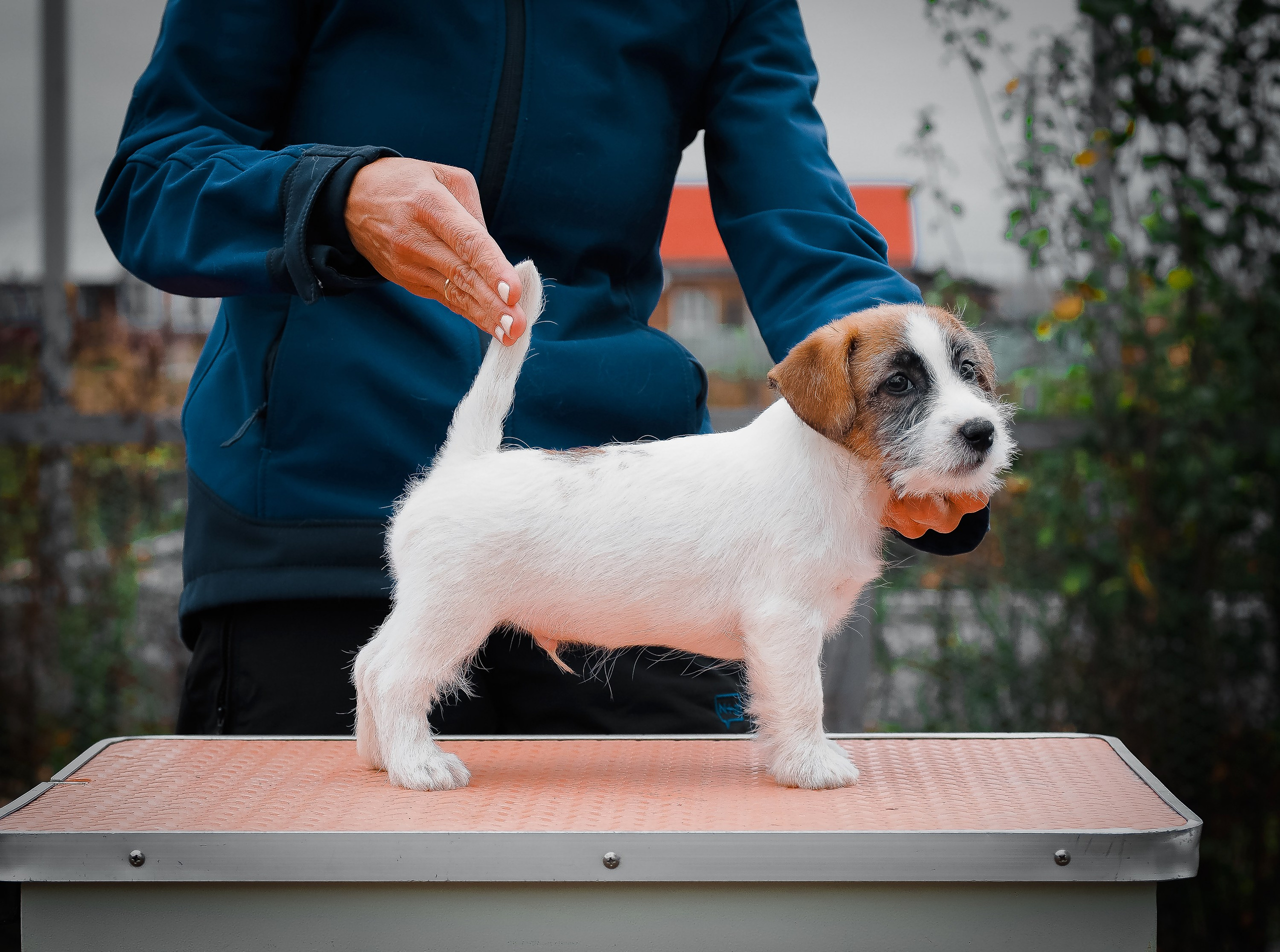 Щенок кобель ДРТ. КАНЕ МАЭСТРО — питомник Джек рассел терьеров
