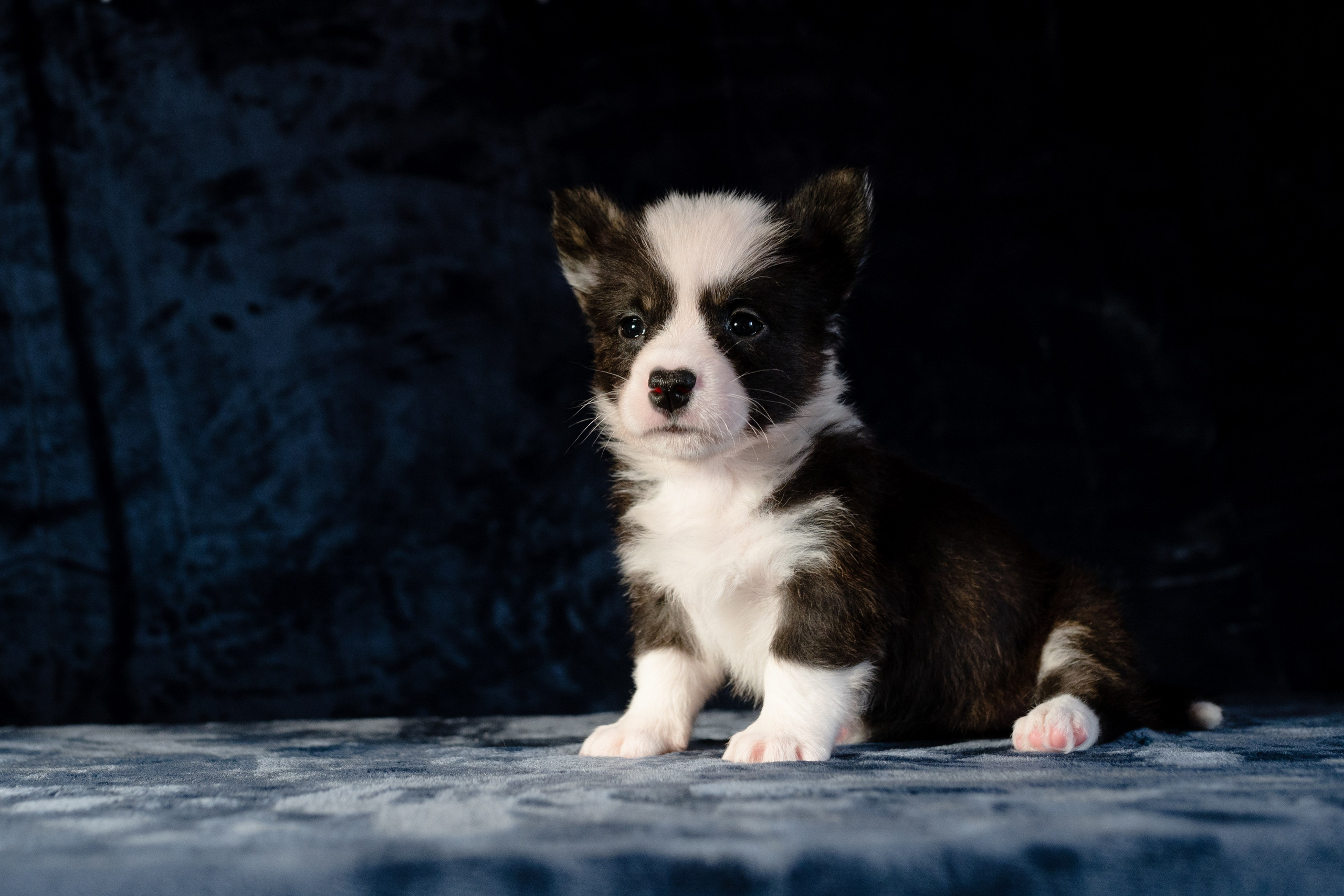 Вельш-корги-пемброк. Фотограф анималист в Москве Ольга Агушева