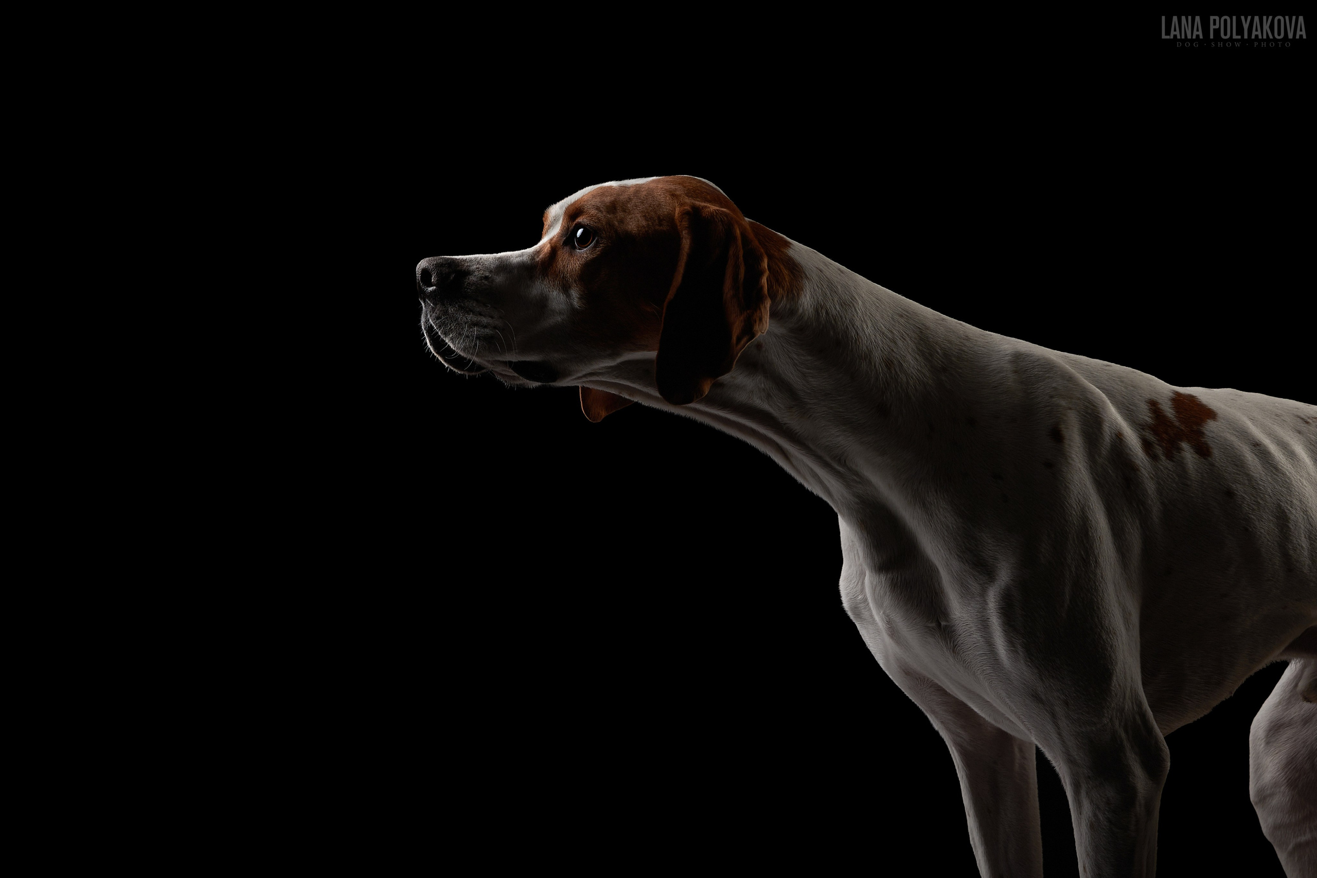 СТУДИЯ. ФОТОГРАФ-АНИМАЛИСТ l LANA POLYAKOVA