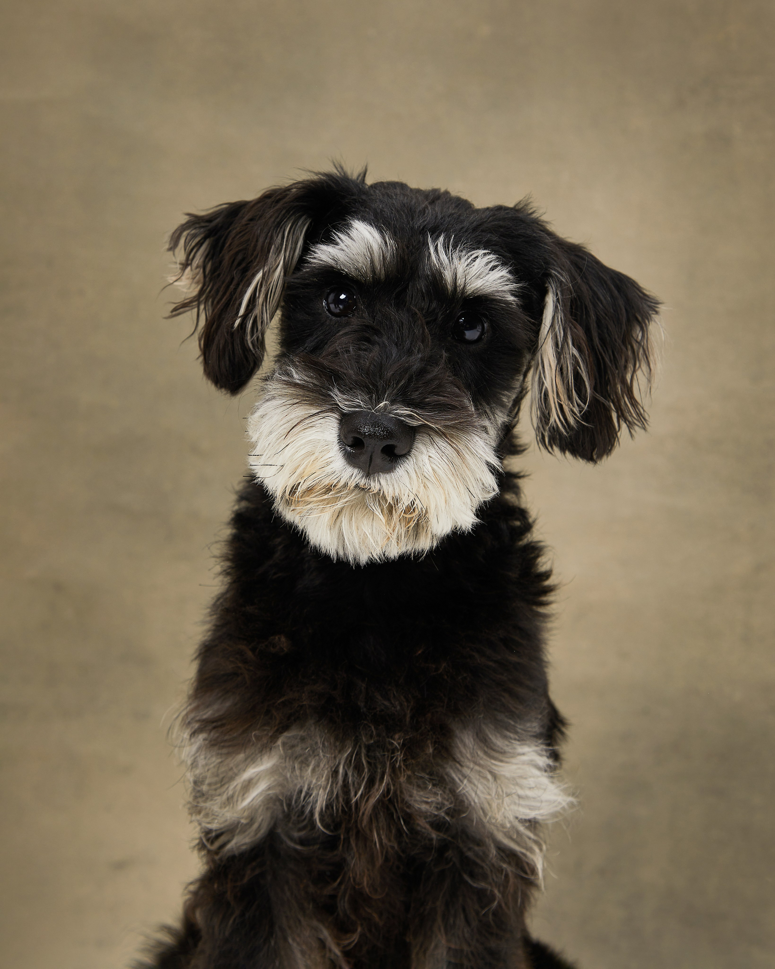 Pets Photography / Фотограф Собак