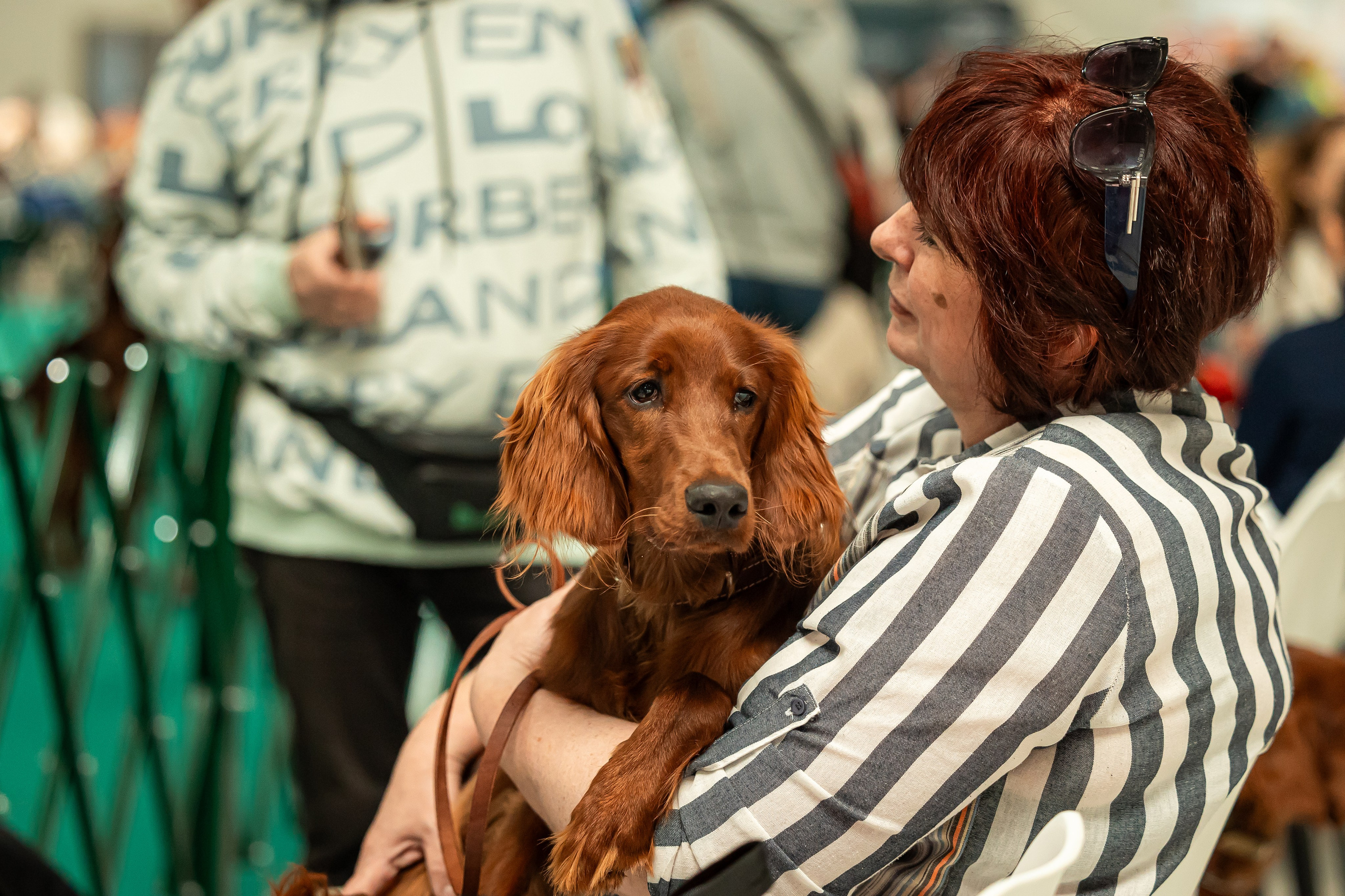 Выставка сеттеров 19.05.24