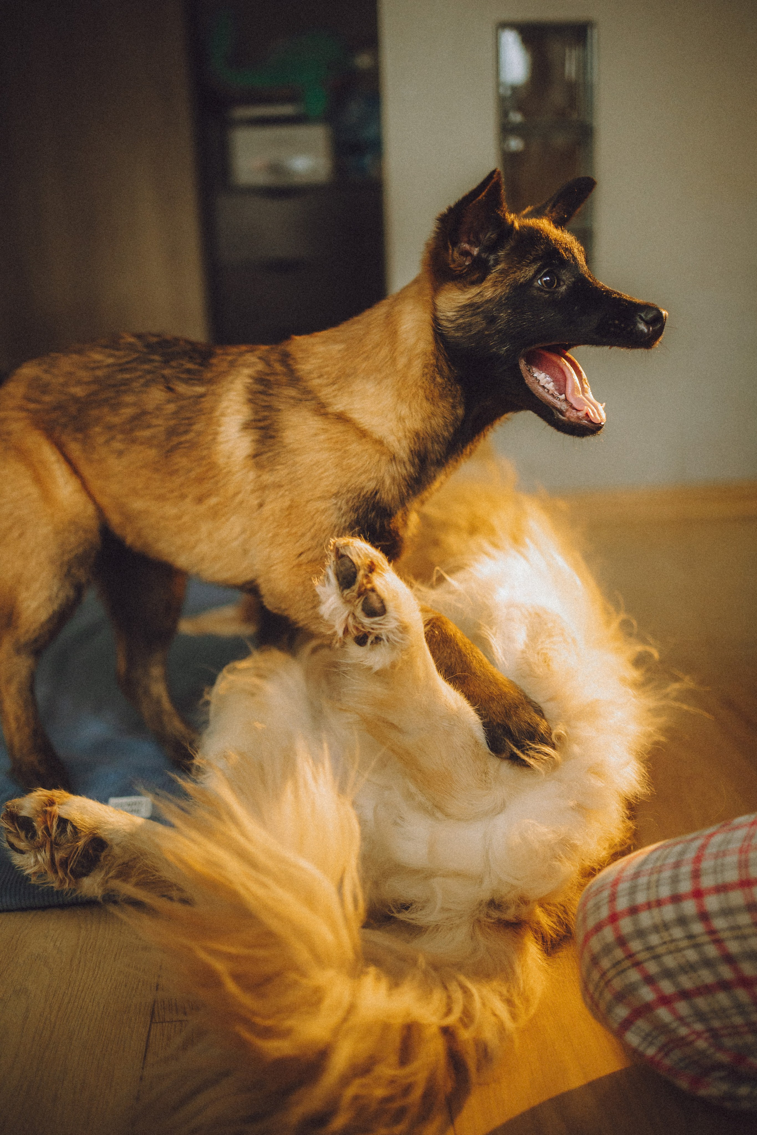 Ира, Андрей, Бэлла и Панда