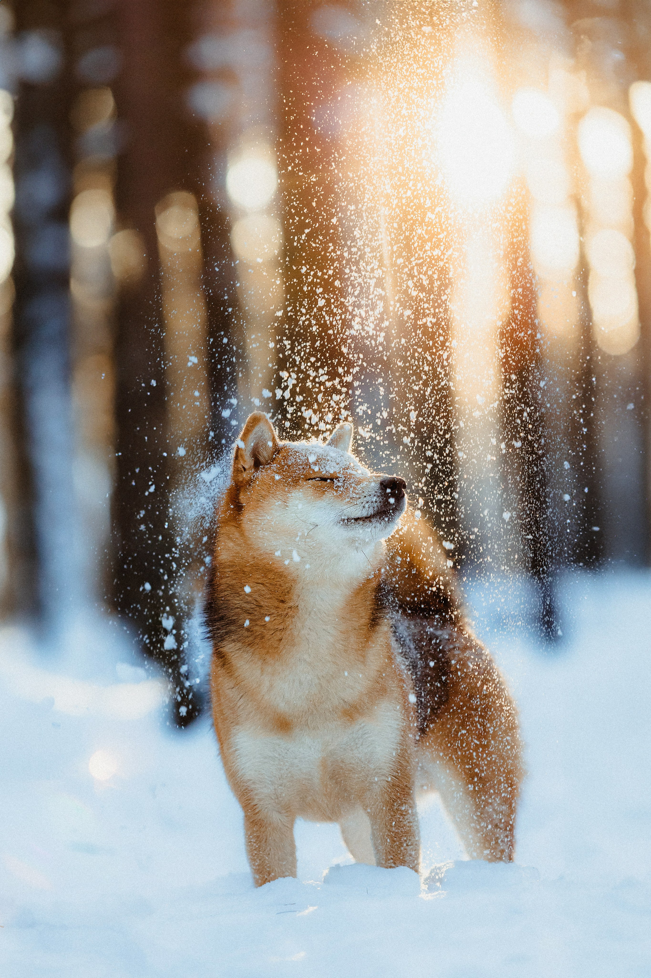 Шед, Цири и Ира