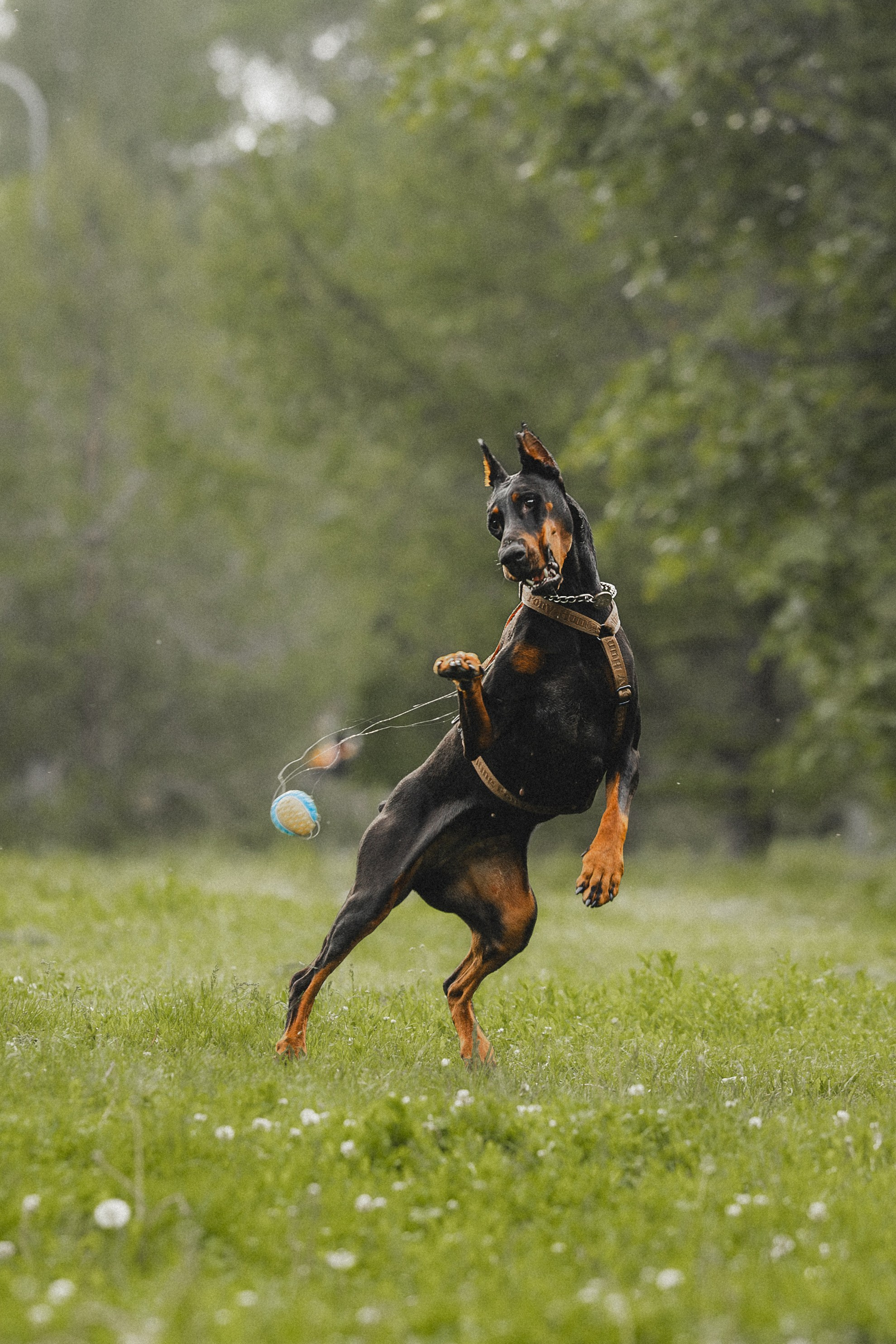 Паша, Хайди и Тея