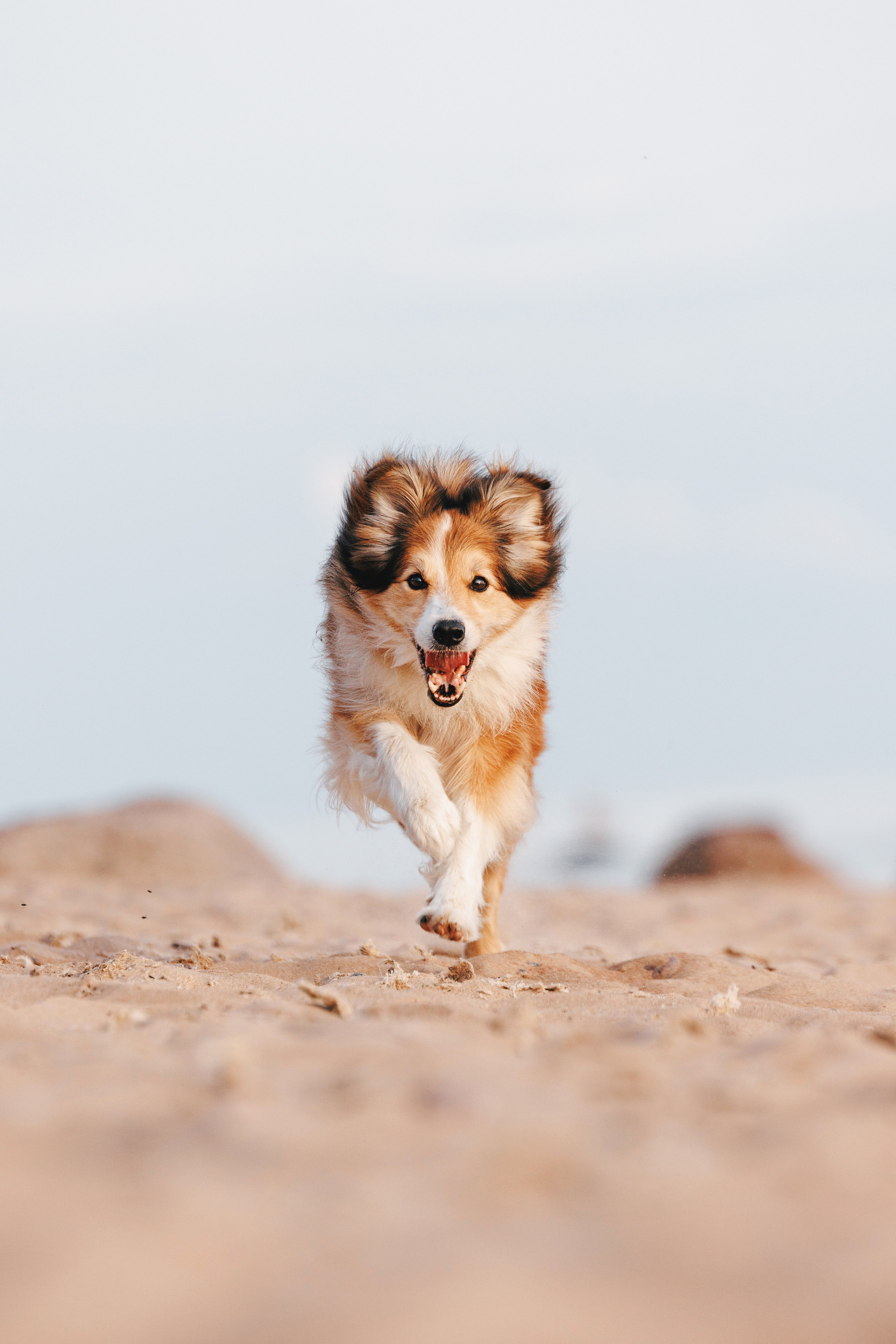 Рита, Маша и много собак. Фотограф анималист Осипчикова Мария