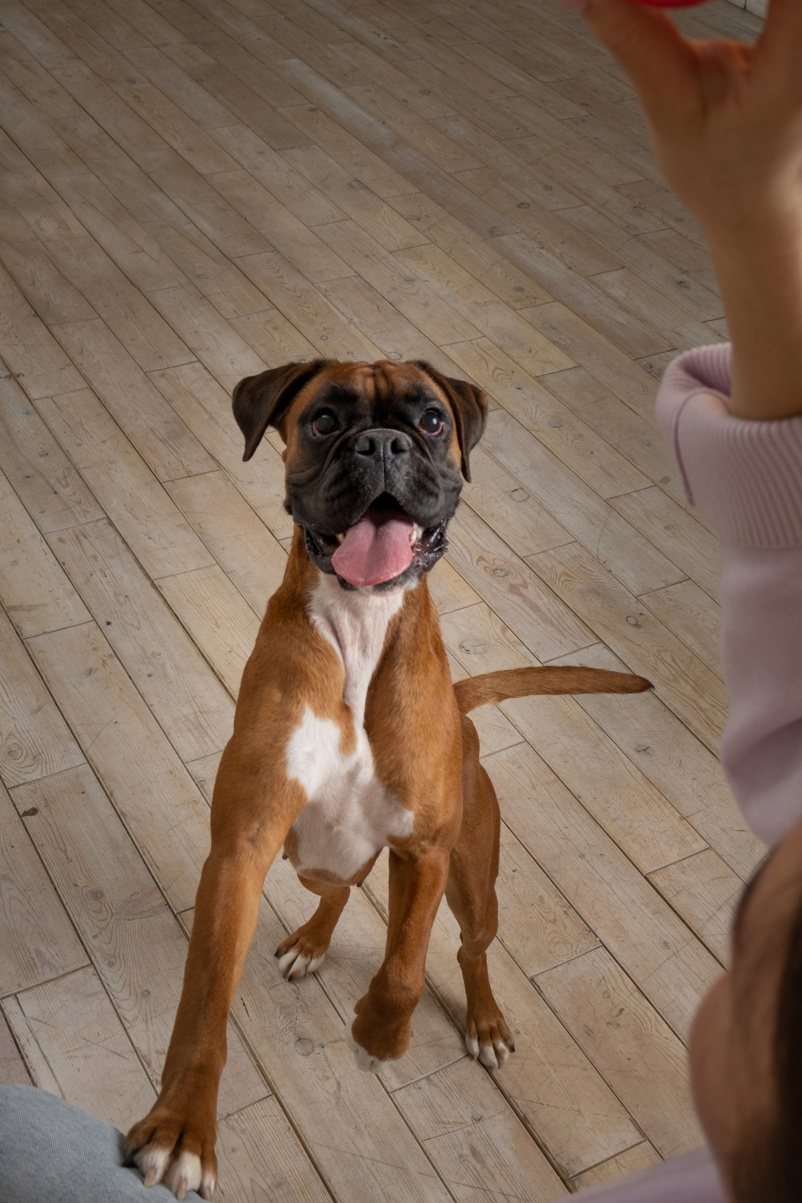 Студийная съемка. Фотограф — анималист в Москве и области Ольга Петракова