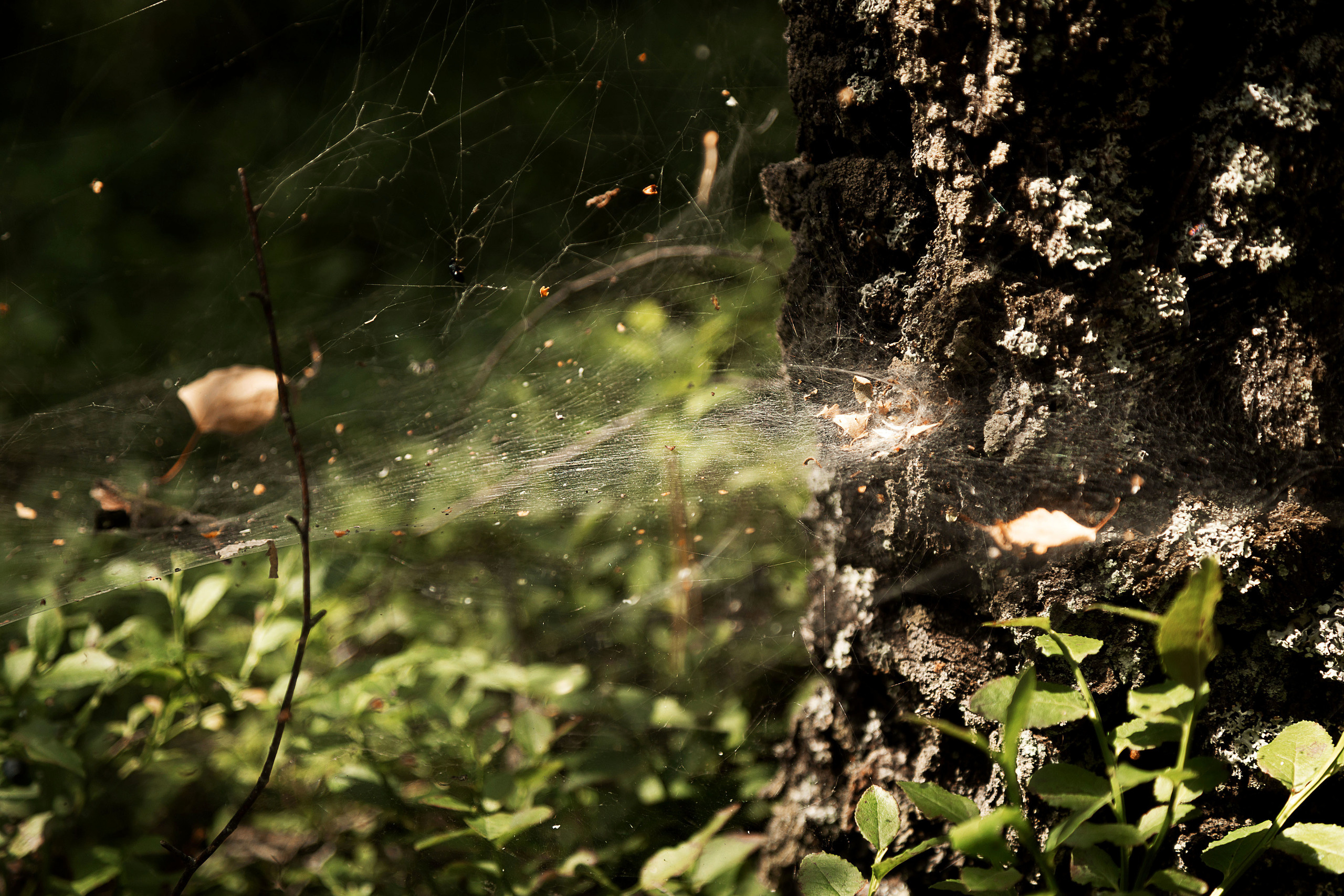 Семейная и Беременность. Свадебный фотограф