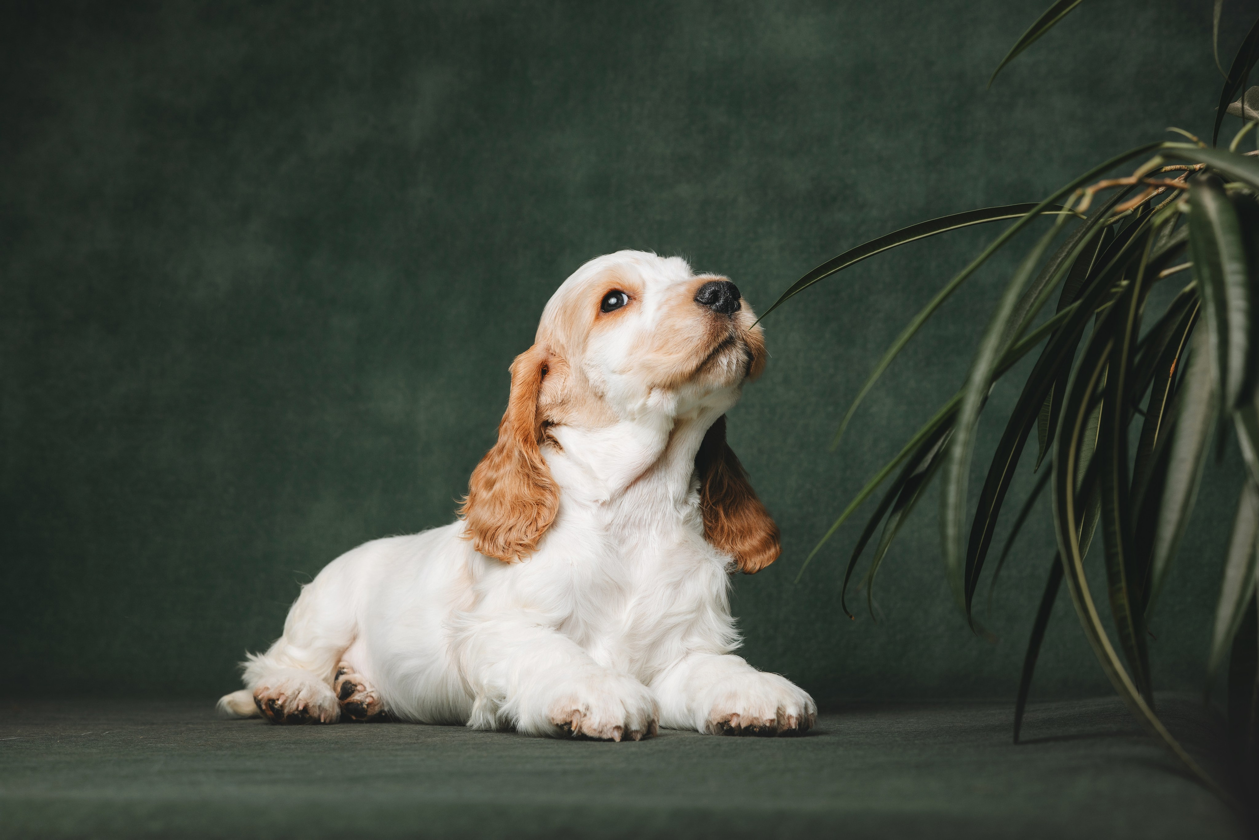 Английские коккер-спаниели. Фотограф анималист Осипчикова Мария