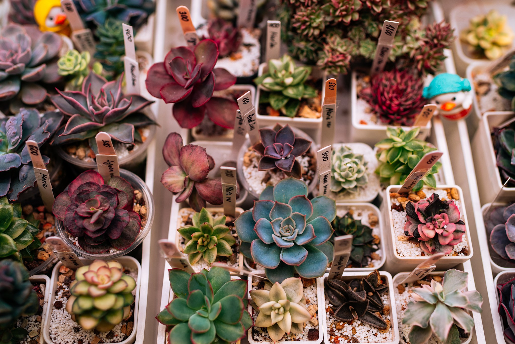 ВАУ Фест. Март 26. Репортажный фотограф в Санкт-Петербурге Анастасия Клёпова