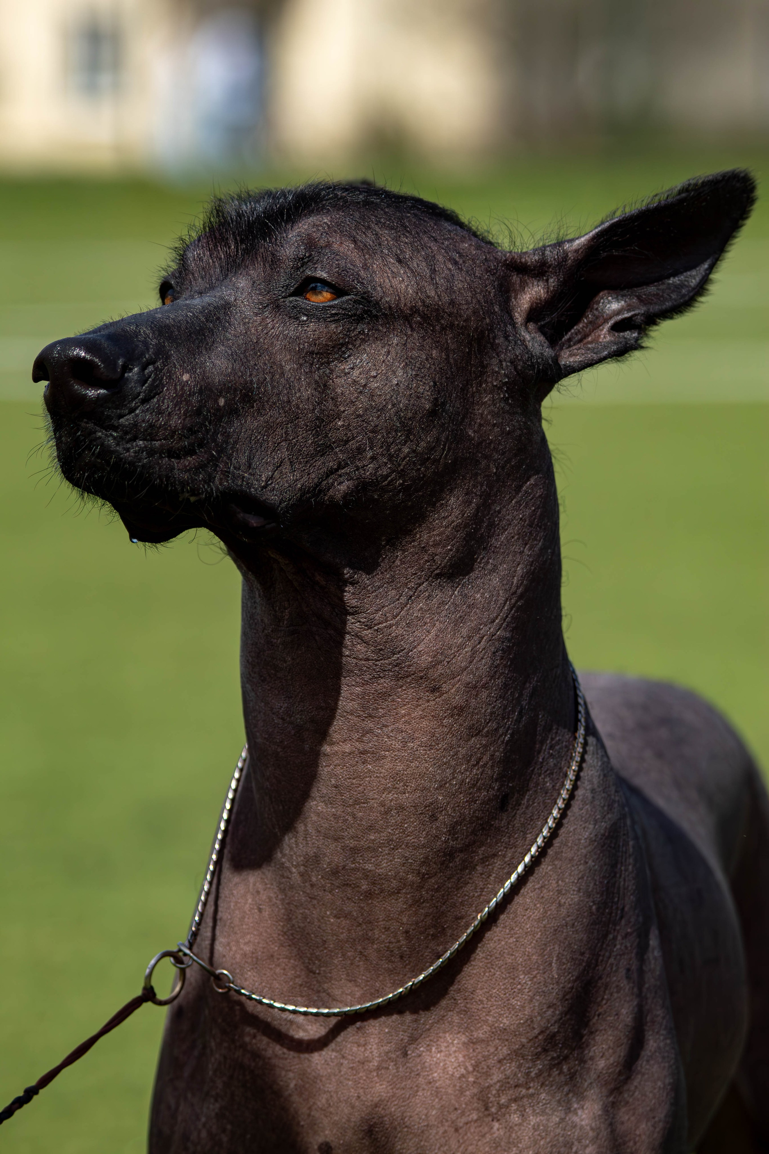 Фотограф-анималист Тула 