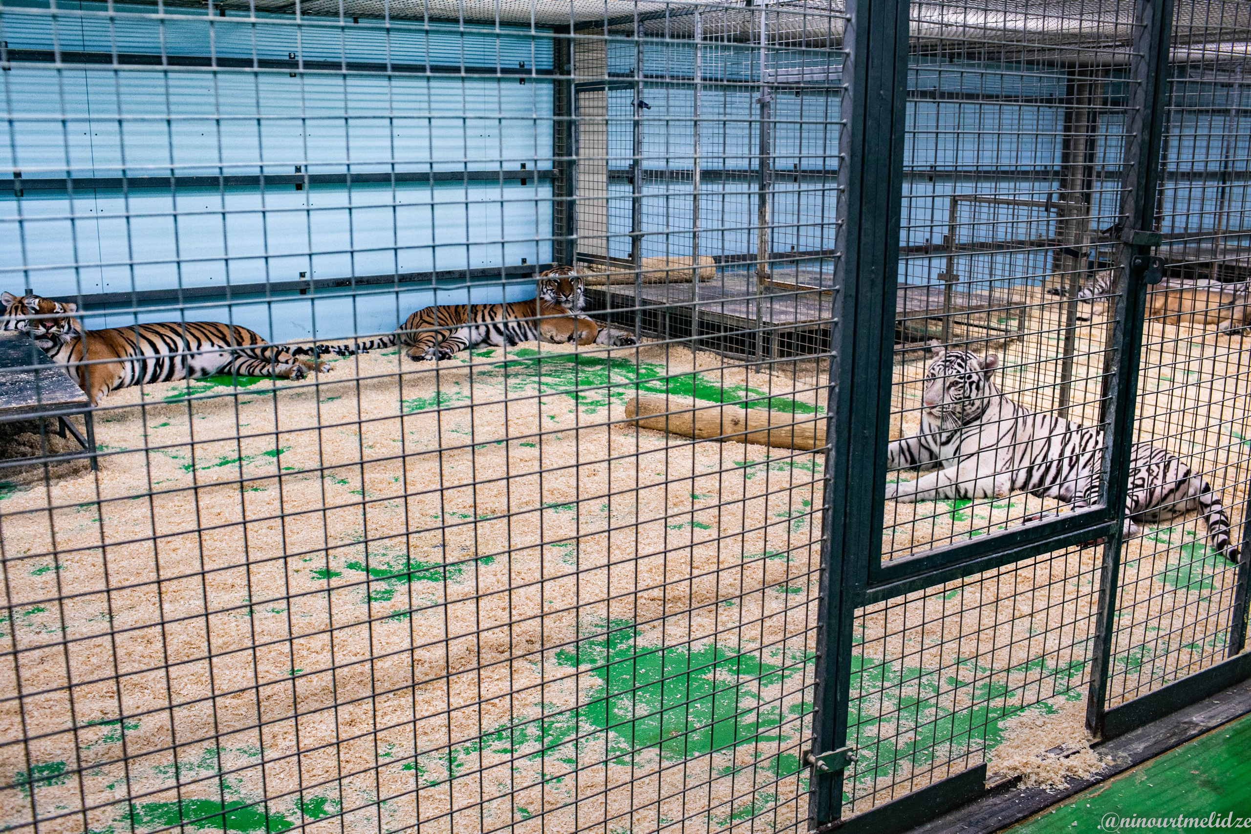 В закулисье у братьев Запашных. Art photographer Nino