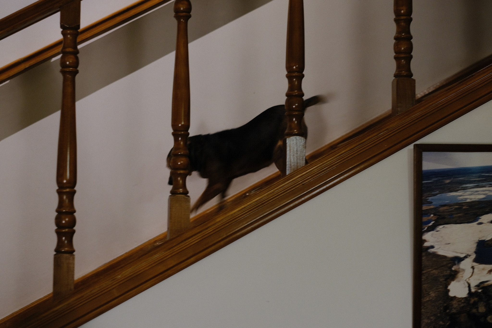 Лиса, Рада и их люди. Дмитрий Бречалов