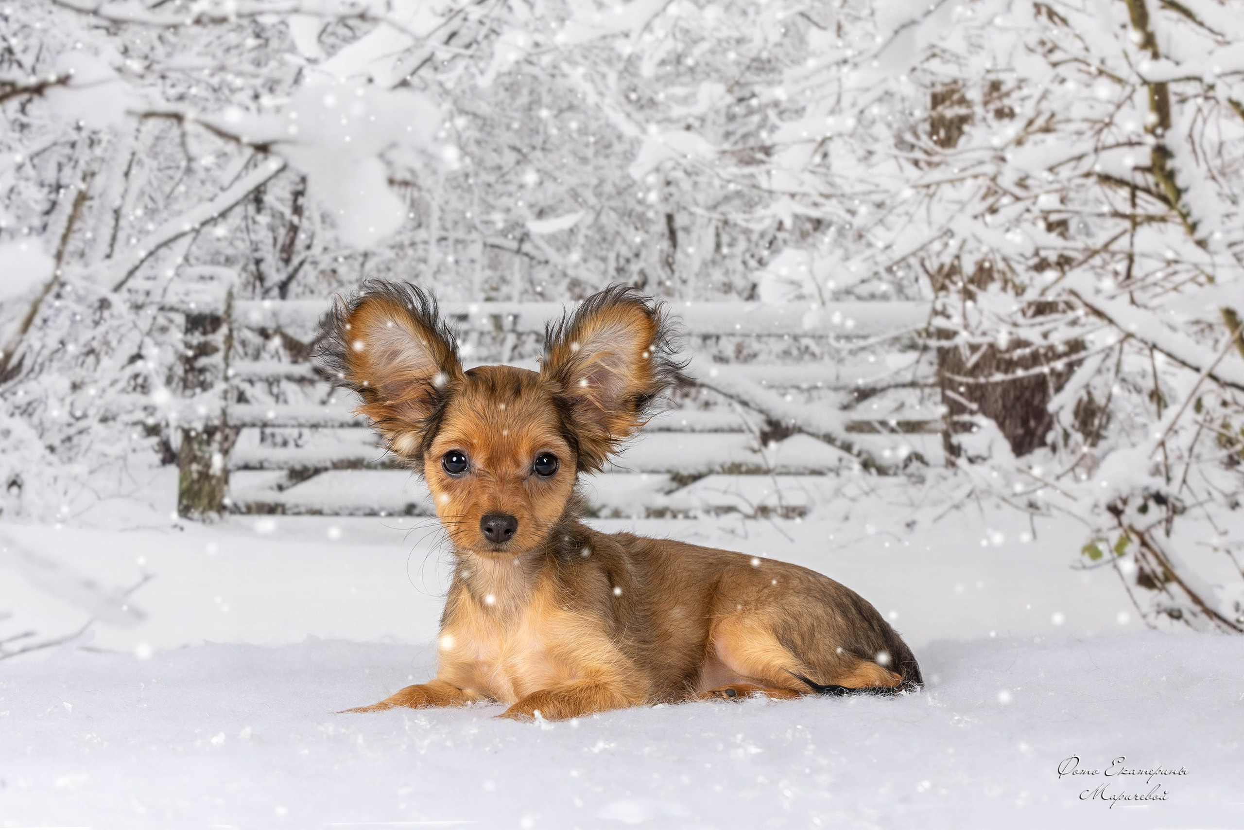 Тематические фоны с рисунком. Фотограф-анималист в Омске Екатерина Маричева