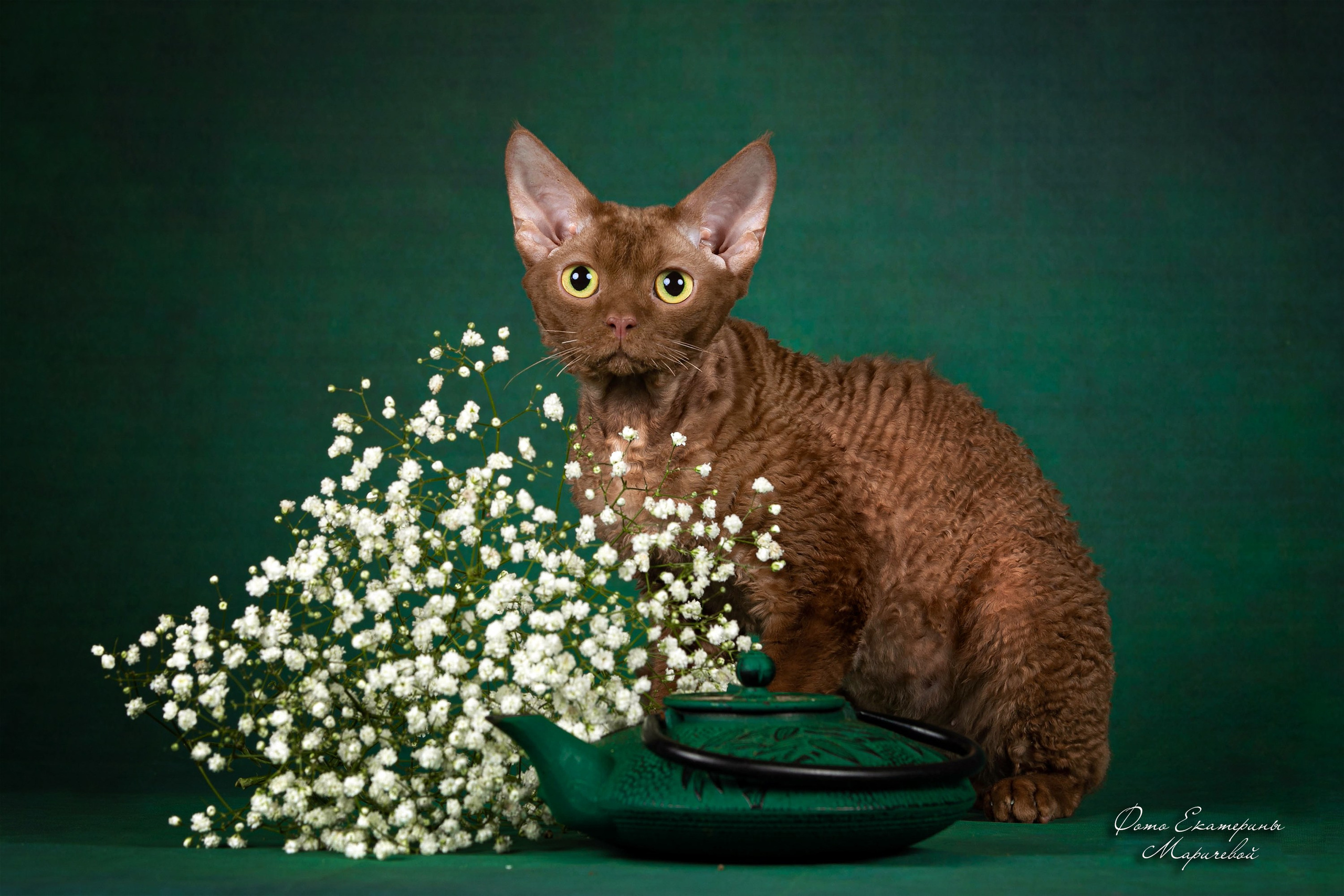 Стендовая съёмка на выставках кошек. Фотограф-анималист в Омске Екатерина Маричева