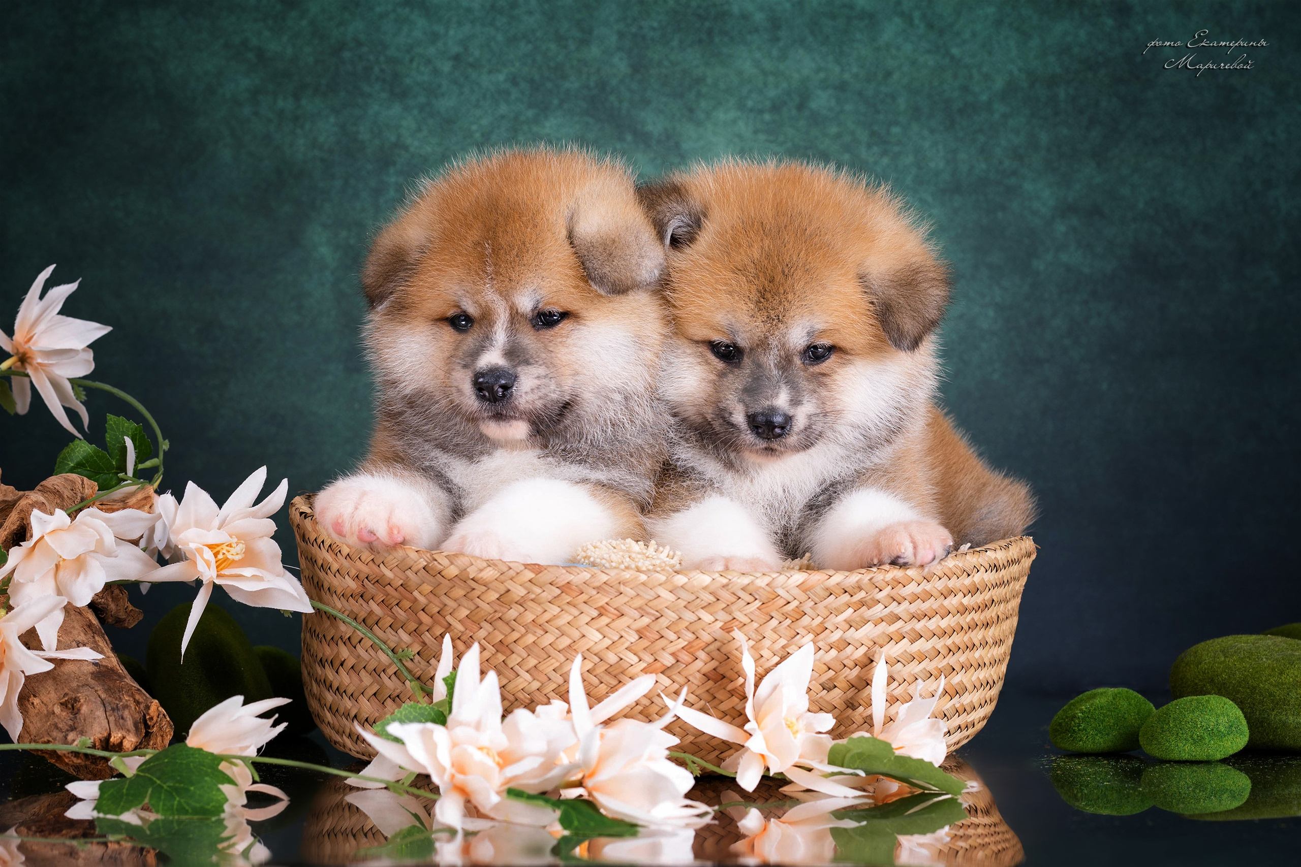 Галерея щенков. Фотограф-анималист в Омске Екатерина Маричева