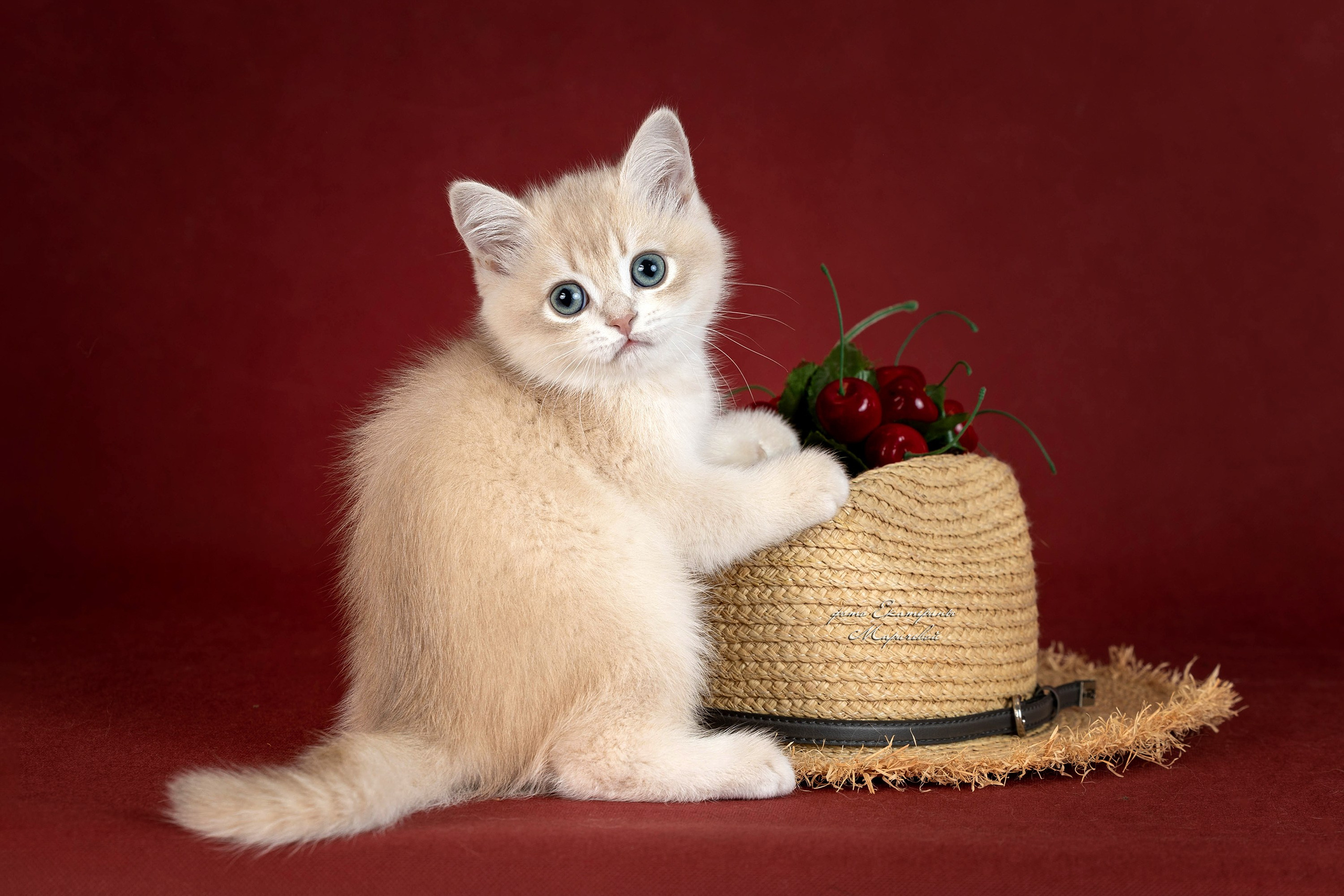 Галерея котят. Фотограф-анималист в Омске Екатерина Маричева