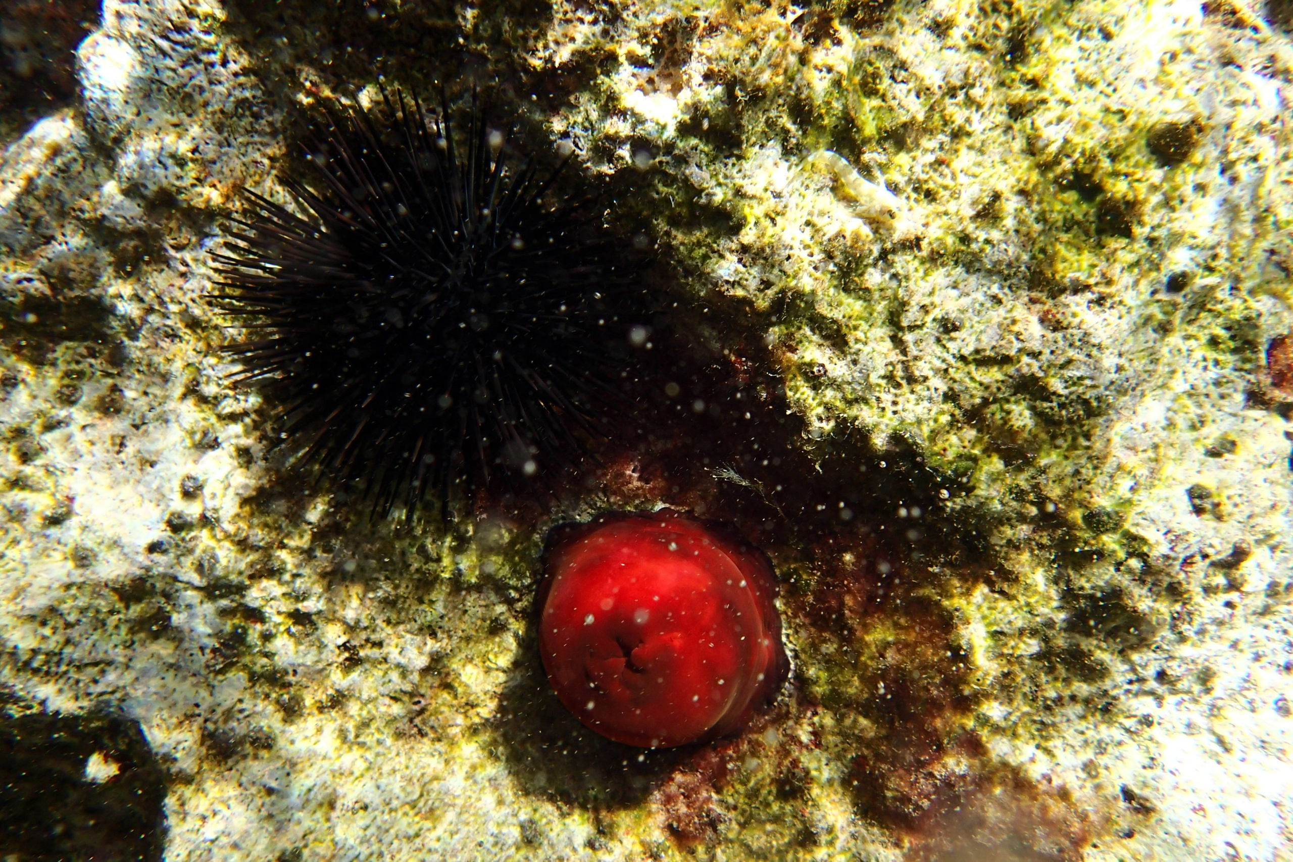 Испания. Свадебный фотограф Копков Геннадий