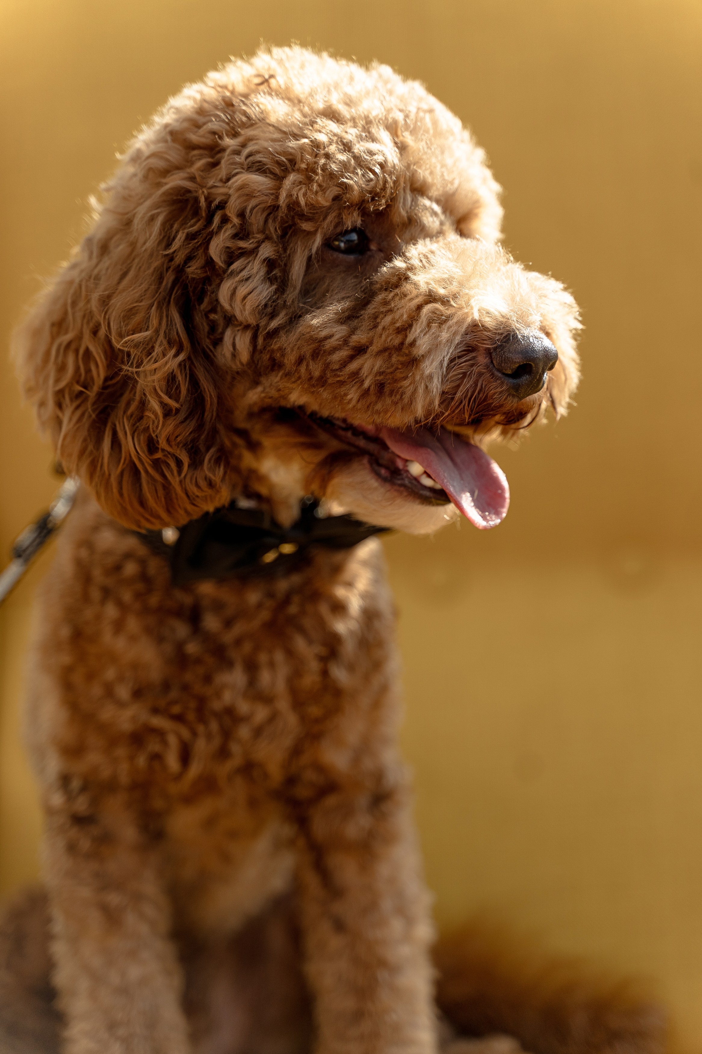 Вася & Настя. Свадебный фотограф Москва