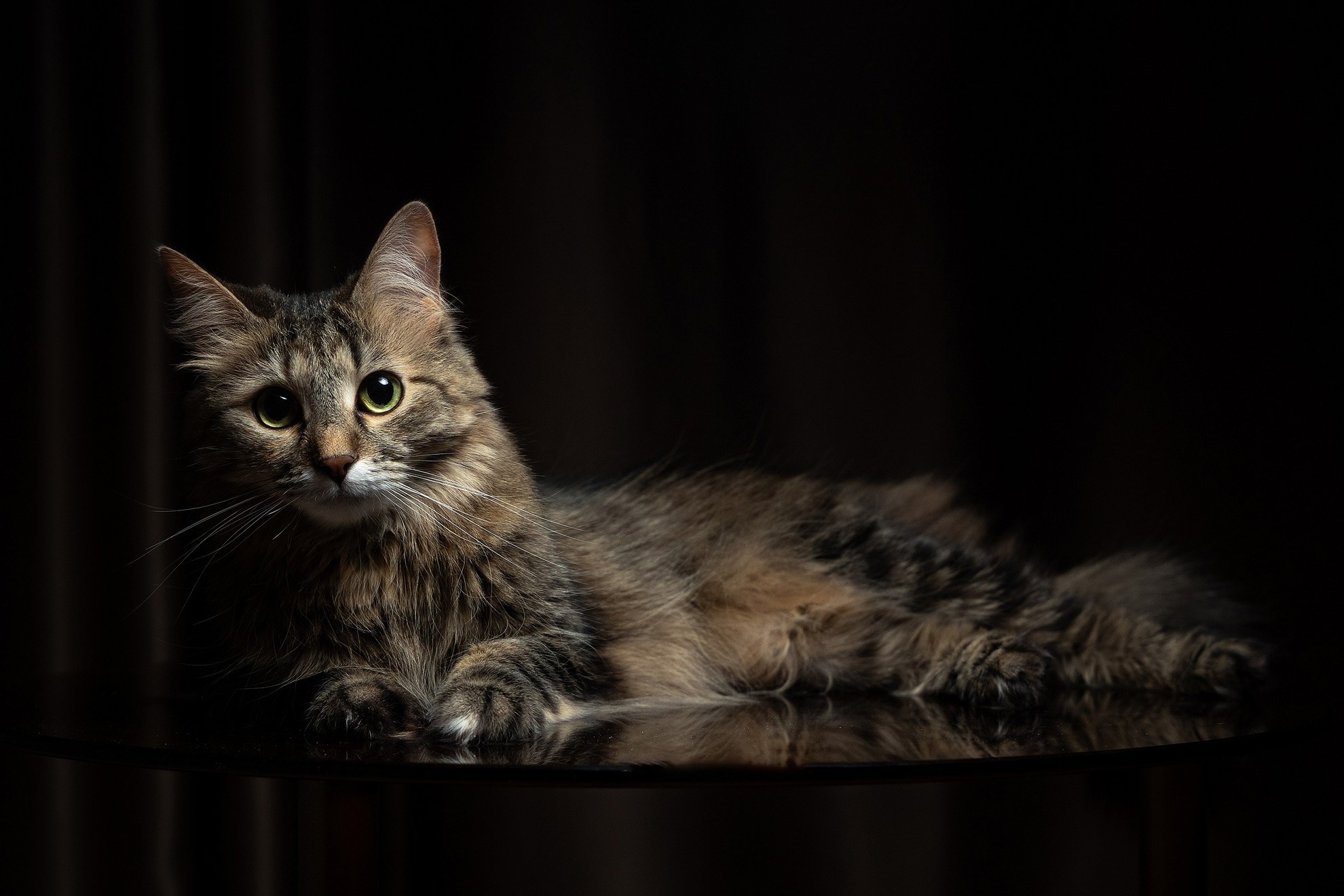 Фотосессия кошки в домашних условиях в темном ключе