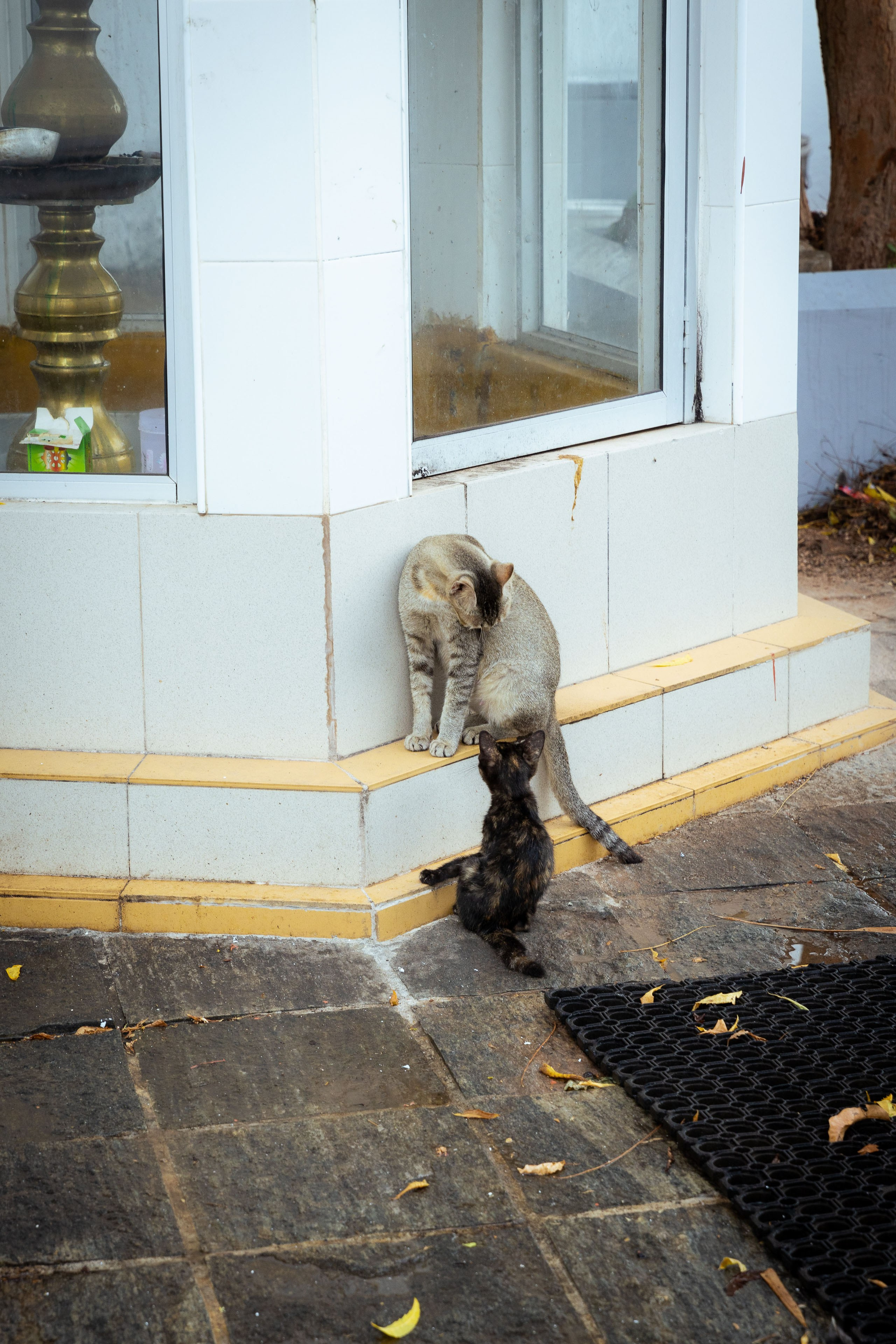 Шри-Ланка (весна 2024). Фотограф Виноградов Константин