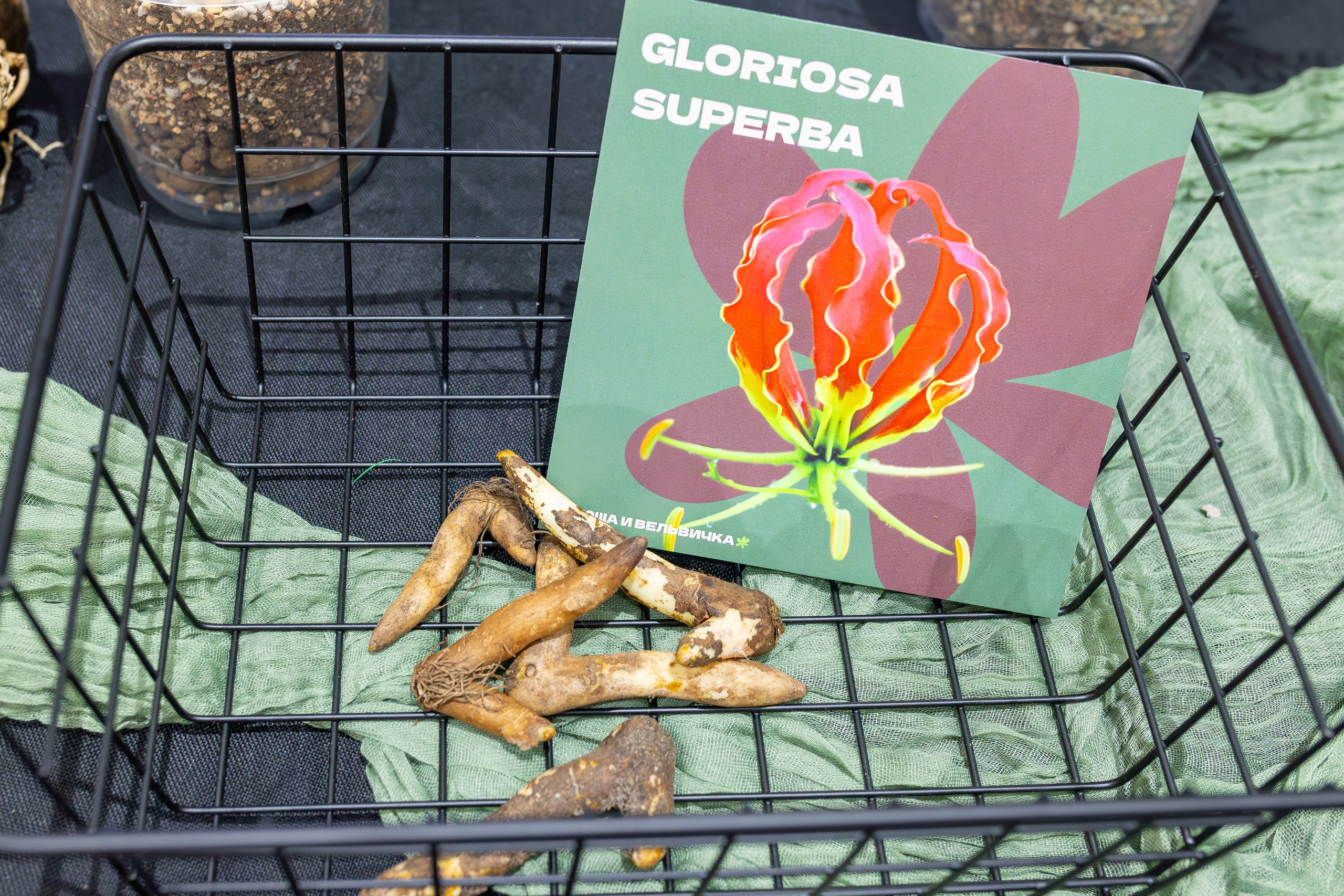 Монстериум 11–12 октября. Александра Куликова фотограф, Москва