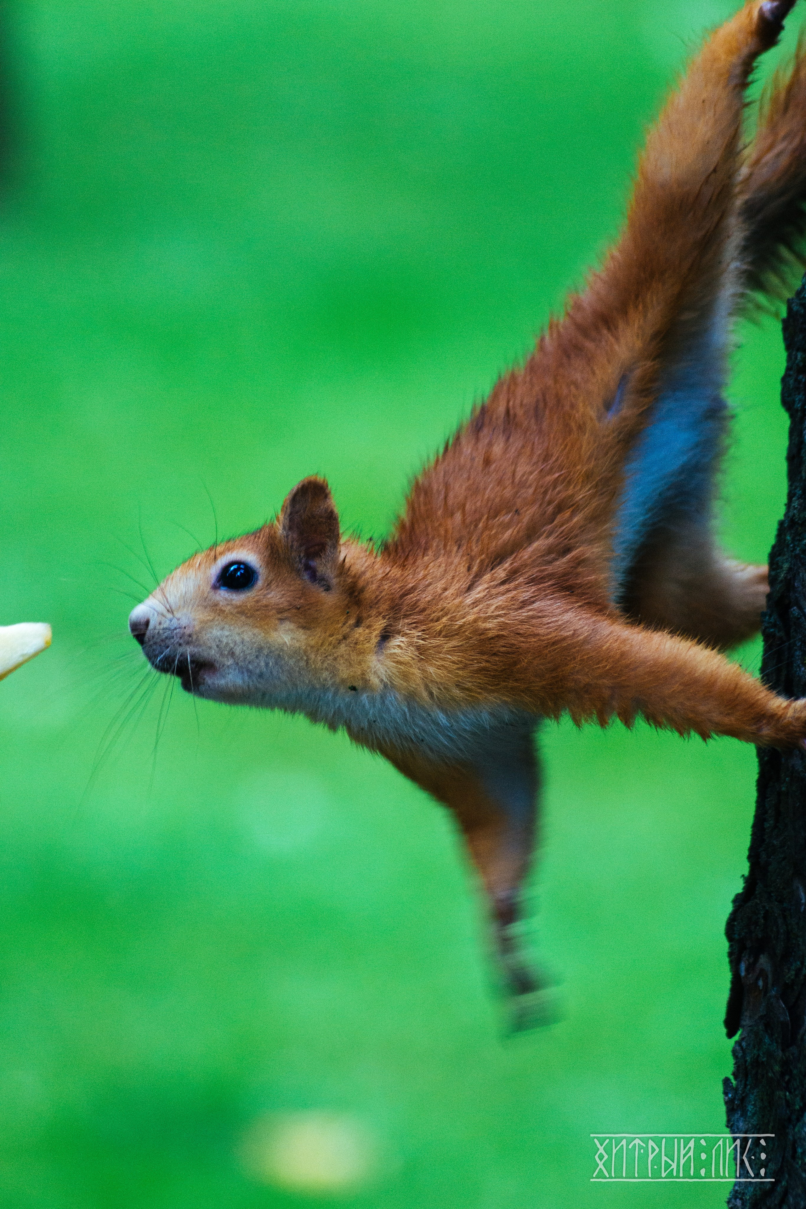 Беларусь. Фотограф-путешественник Самойлов Максим «Sly Fox»