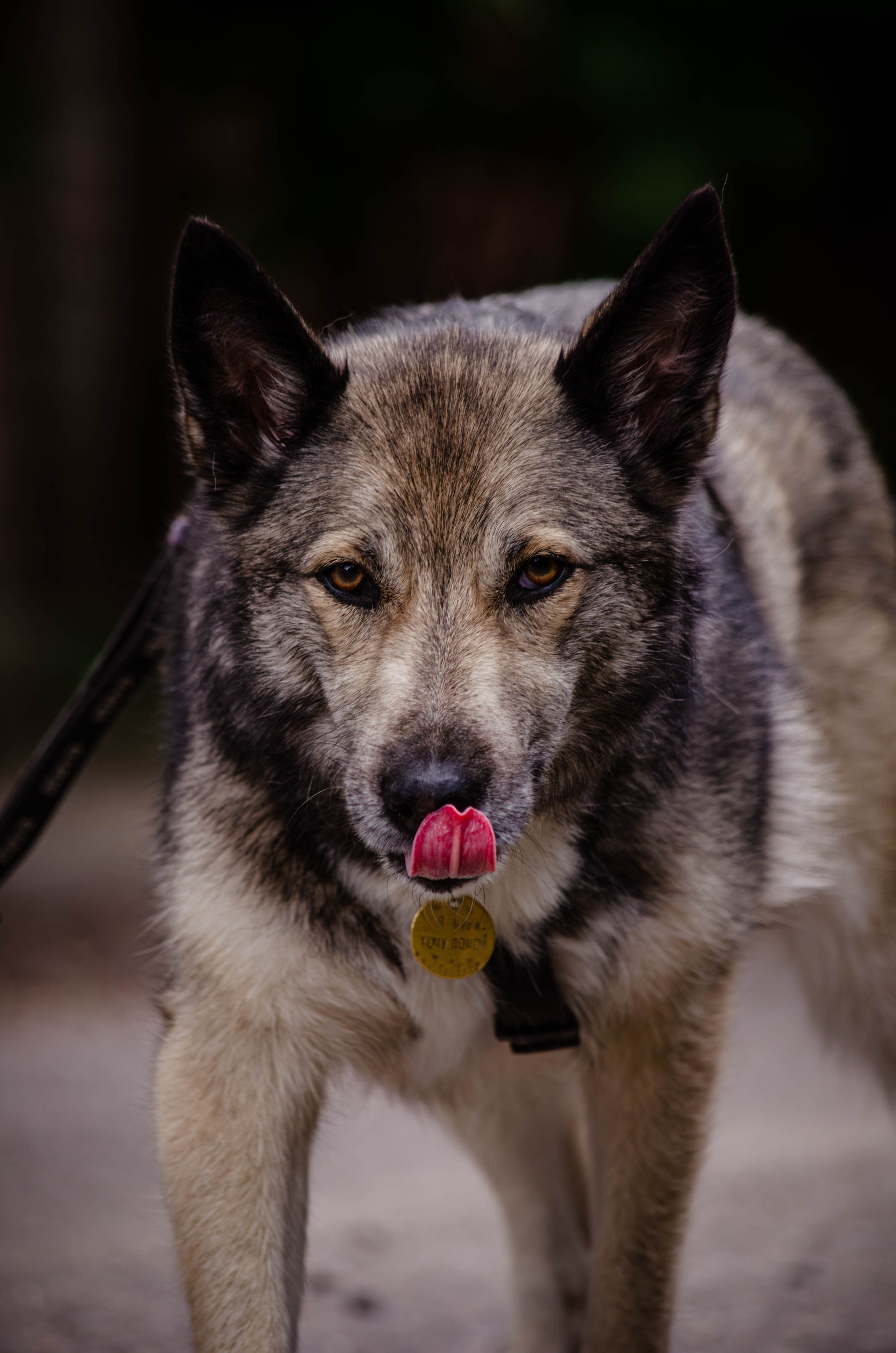 Мира и Чиж. Фотограф Светлана Блинова, Москва и Московская область