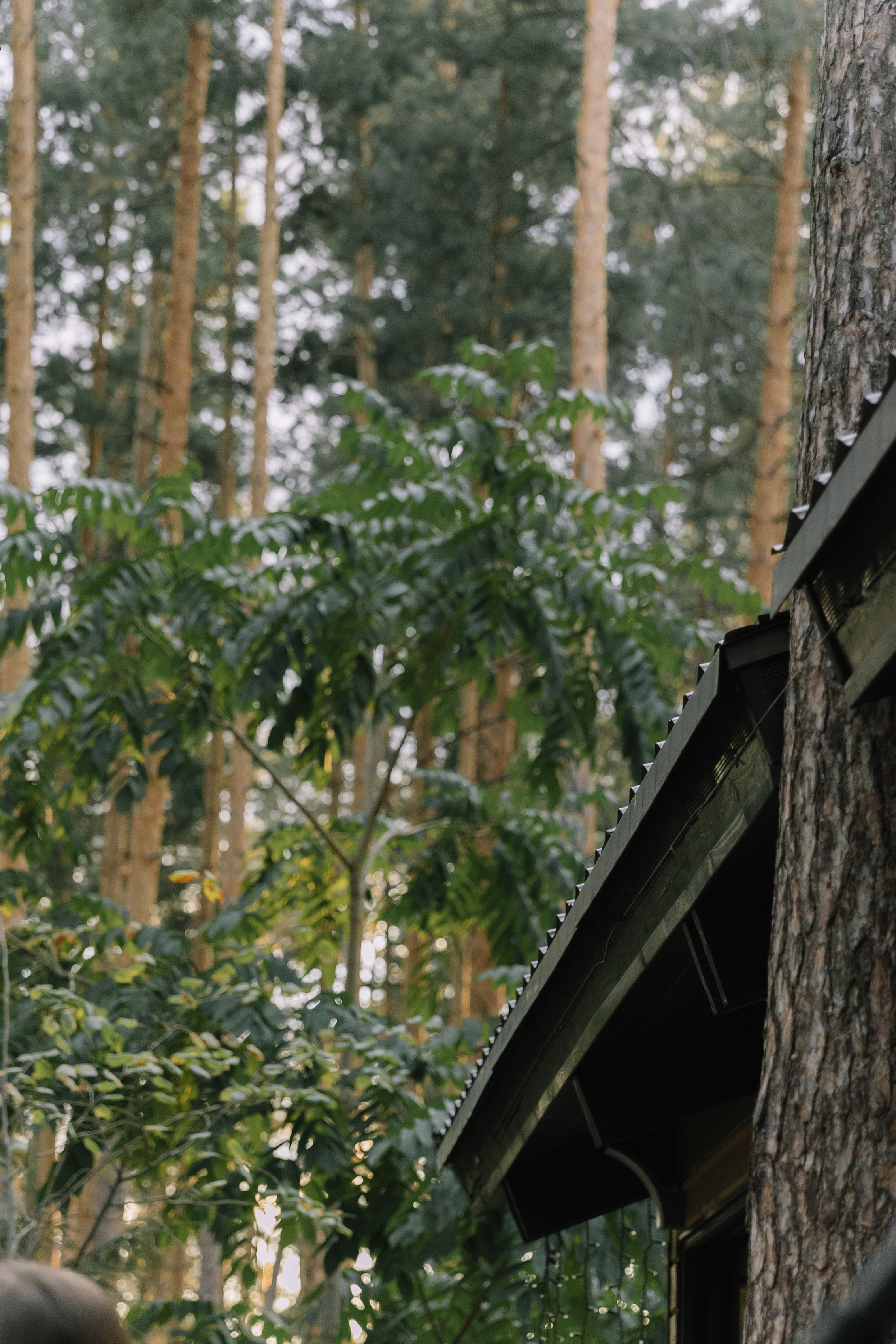 В конце лета. Фотограф Елена Краснопевцева