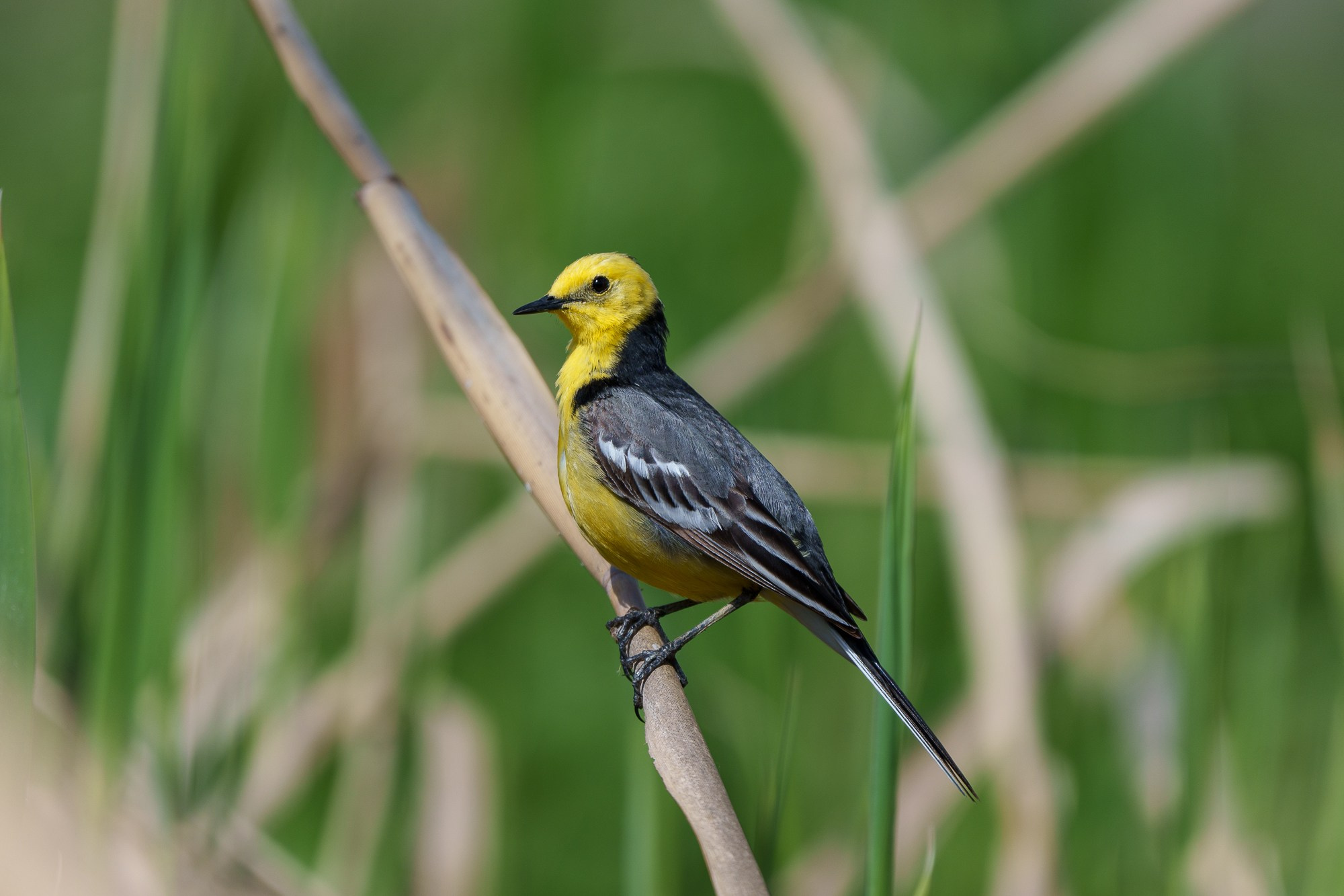 Удивительные мир птиц. Вокруг нас столько прекрасного — присмотритесь!. Ваш личный фотограф Марина Волкова