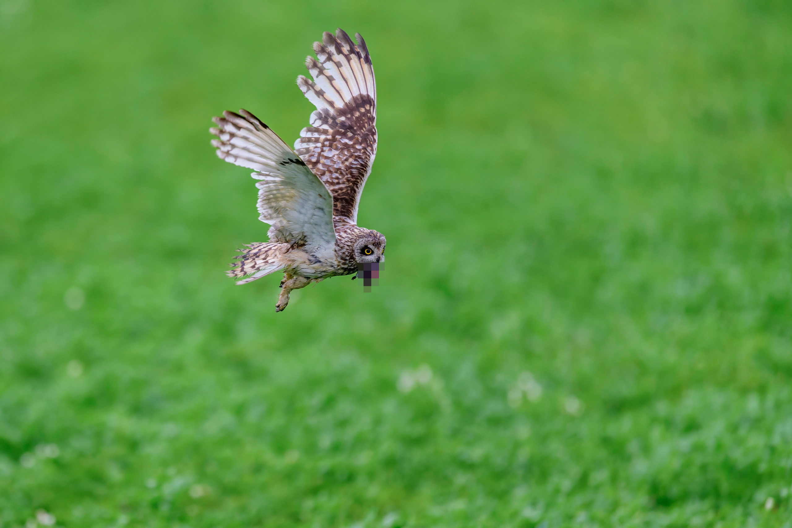 Совята не поделили завтрак. The owls didn't share their breakfast. Wildlife photography by Sergey Puponin