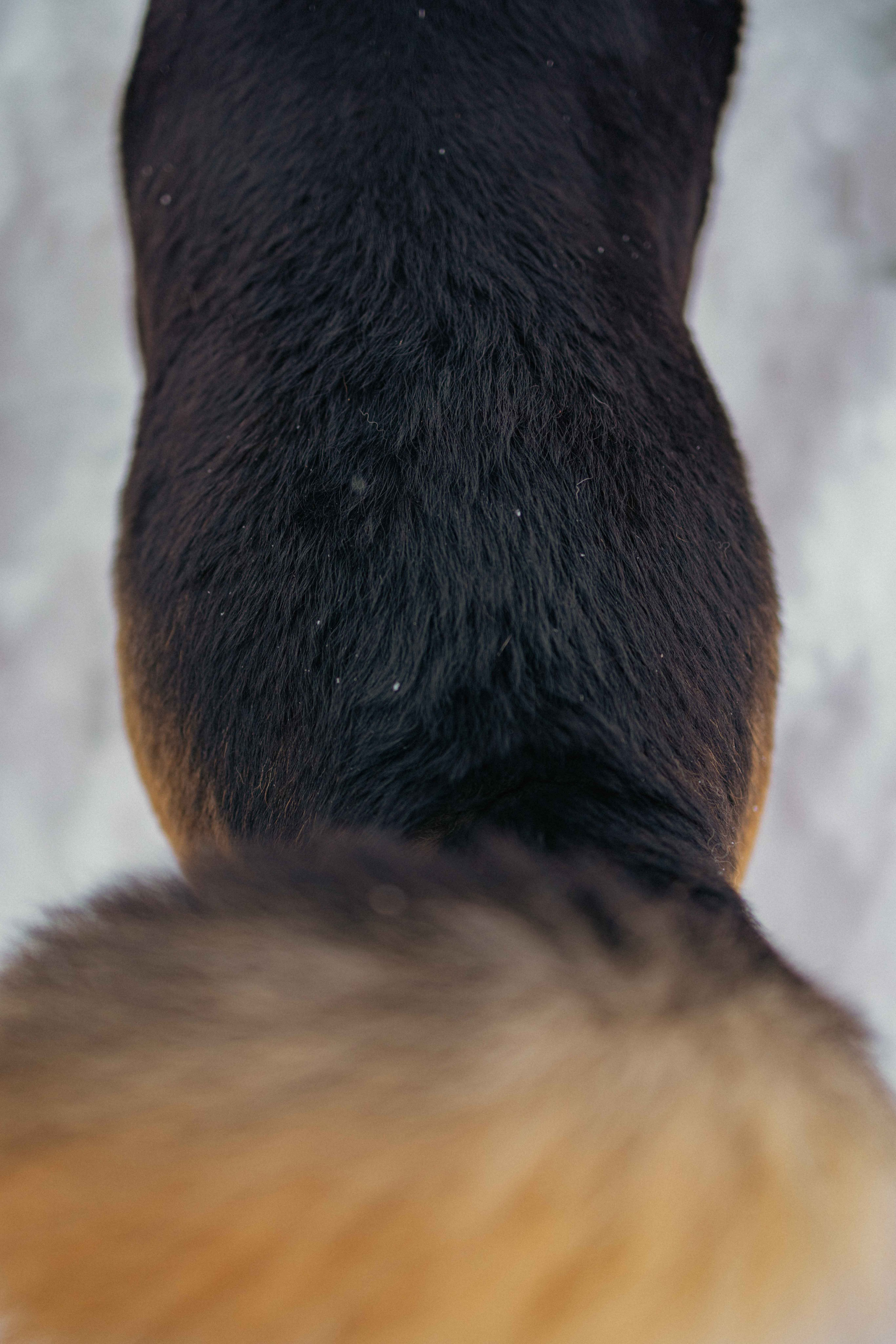 Петя. Фотограф-анималист в Москве Лера Черноног