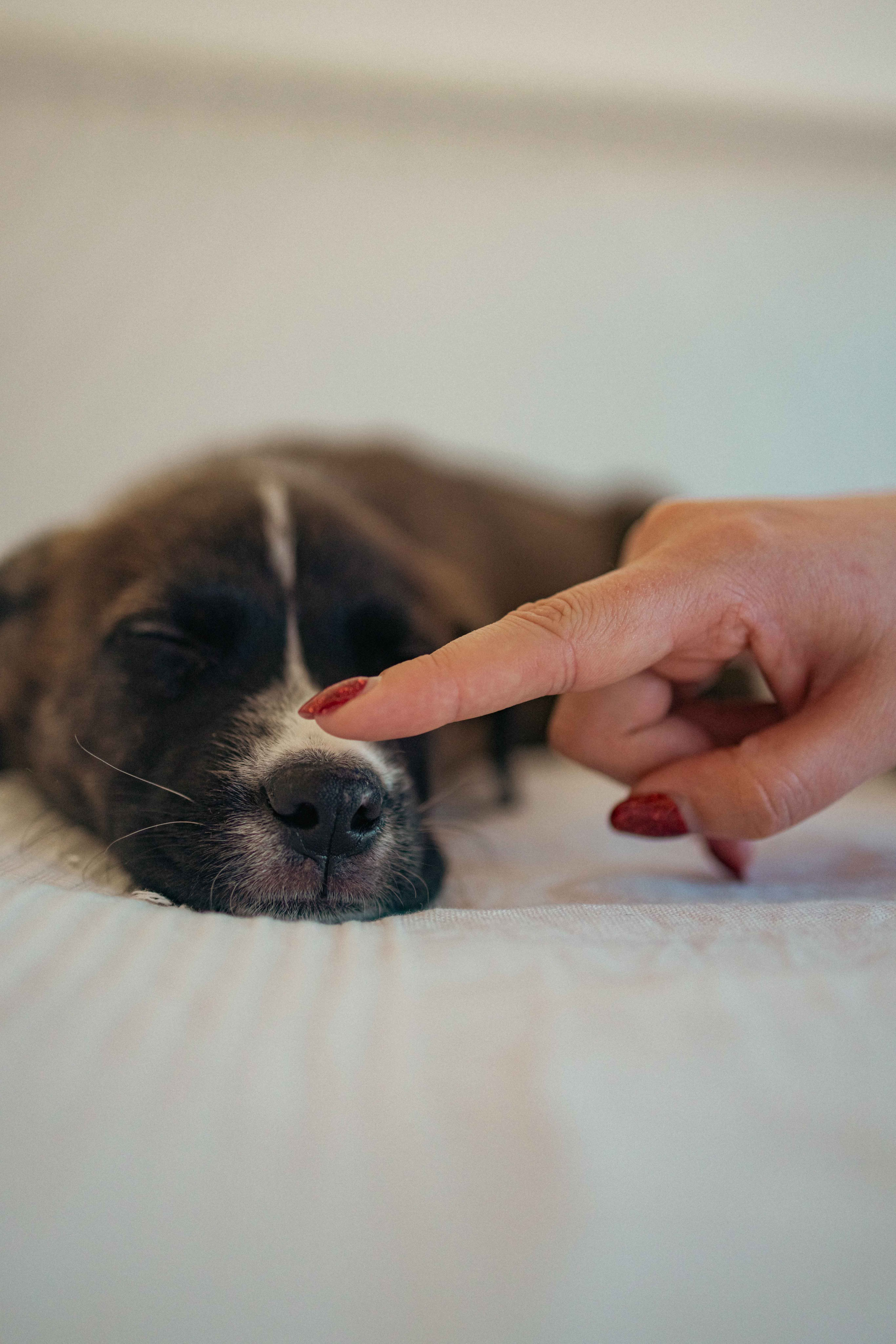 Гайка. Фотограф-анималист в Москве Лера Черноног