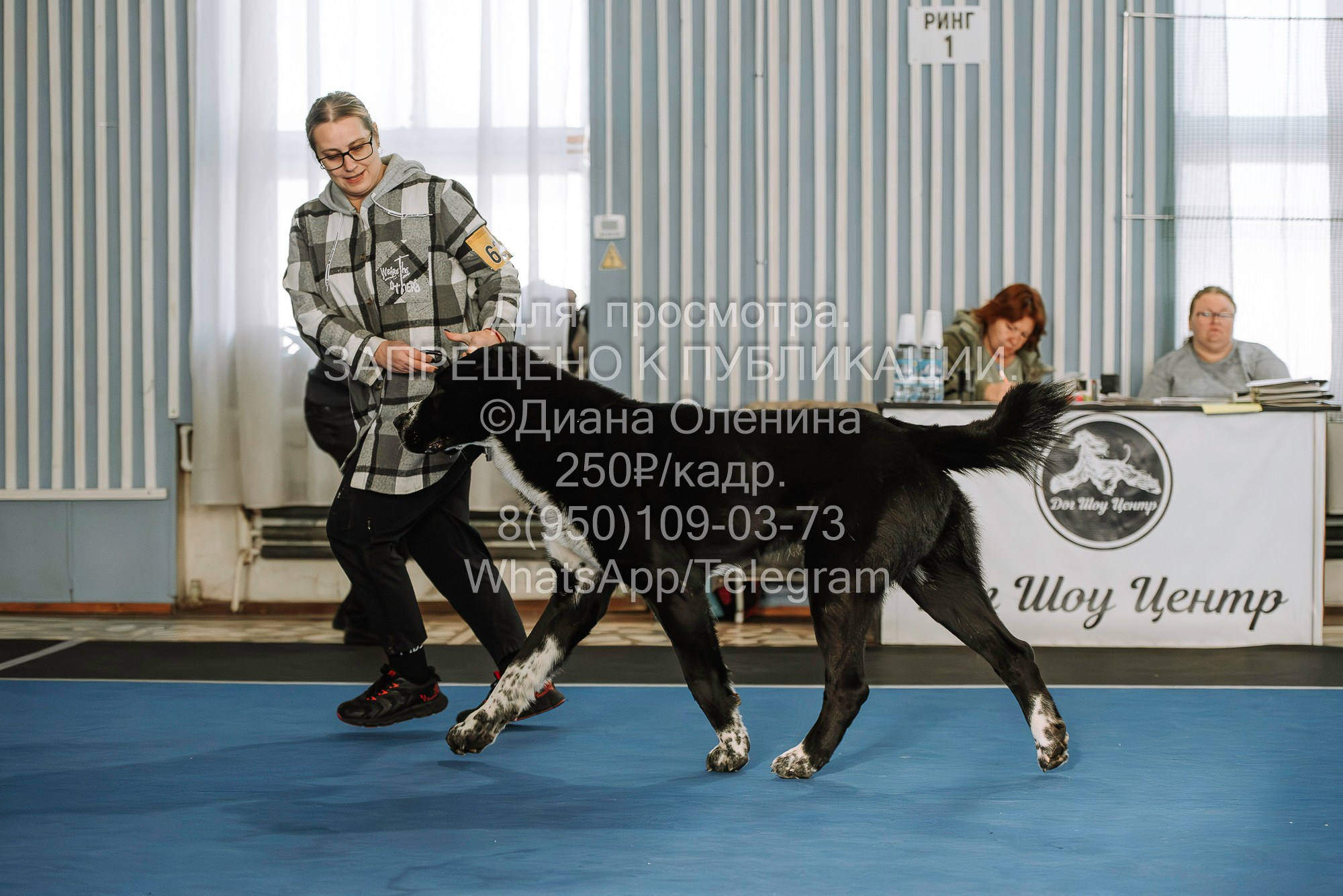 Выставка собак Красноярск 29.10.2023. Фотограф Диана Оленина Красноярск / Братск