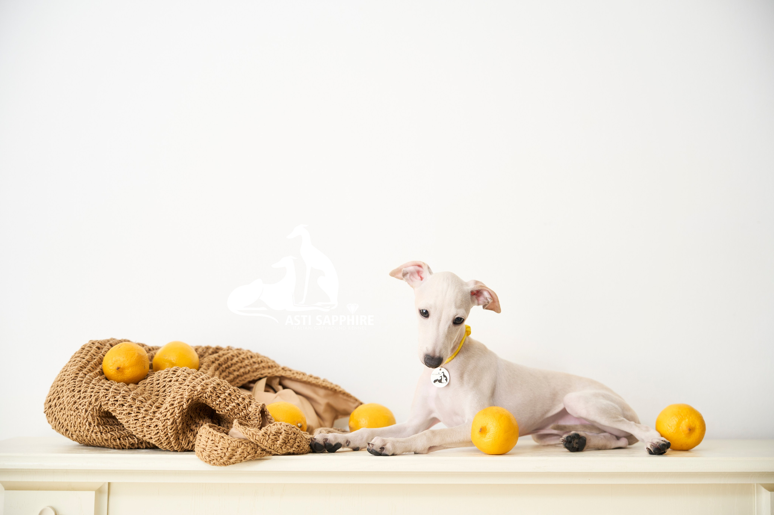  фотограф щенков краснодар